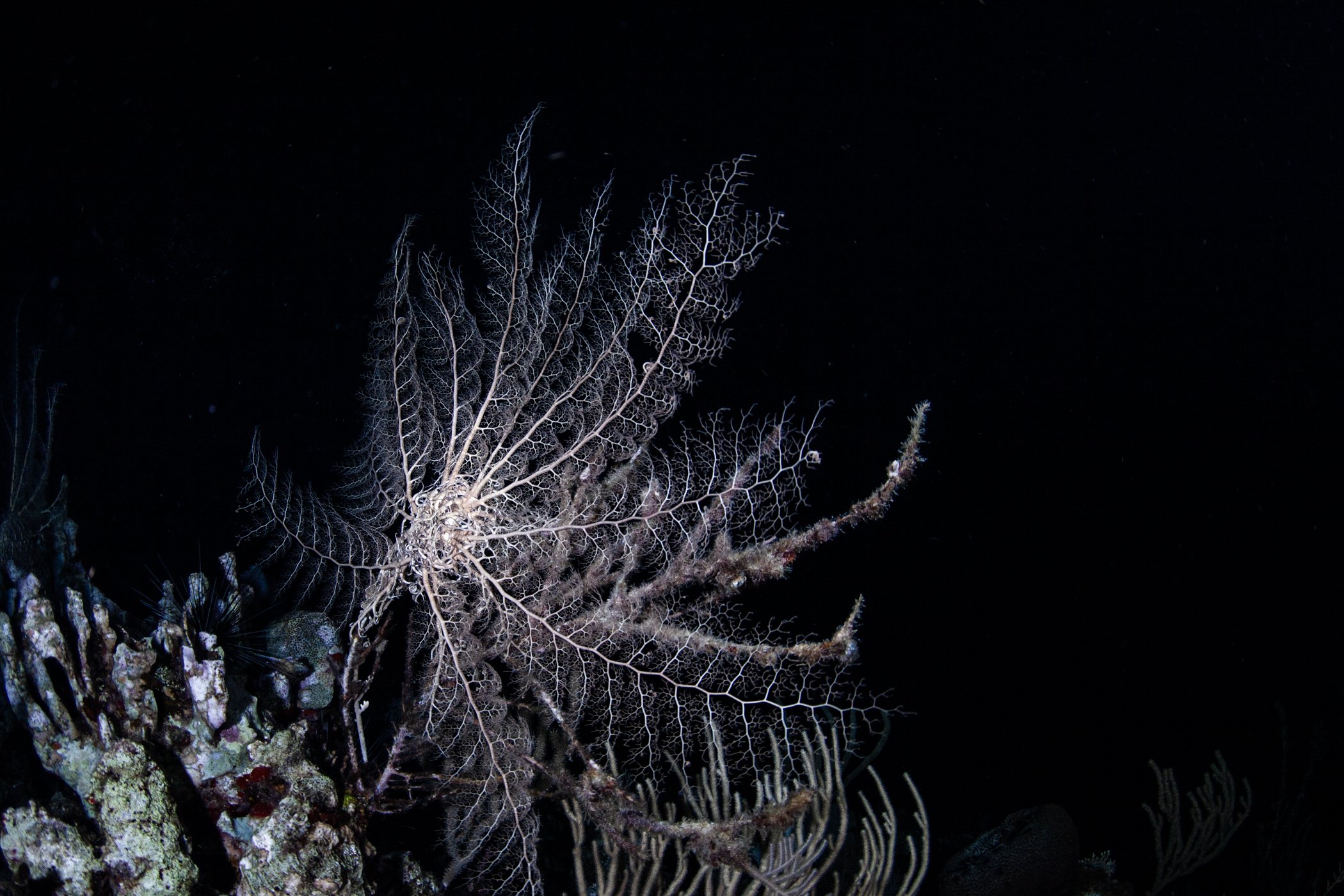 Giant Basket Star in Roatan, Honduras
