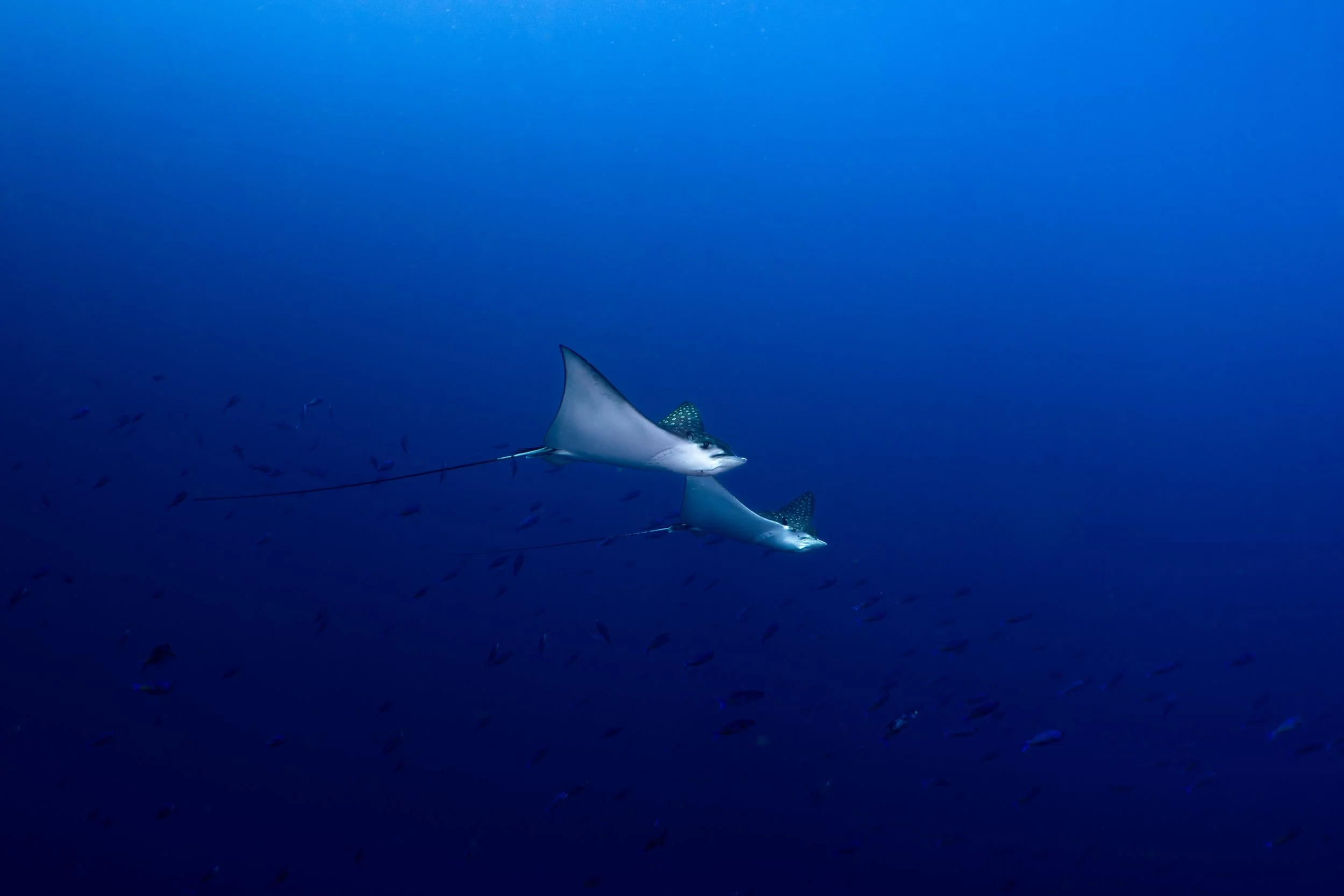 Spotted Eagle Ray in Roatan, Honduras