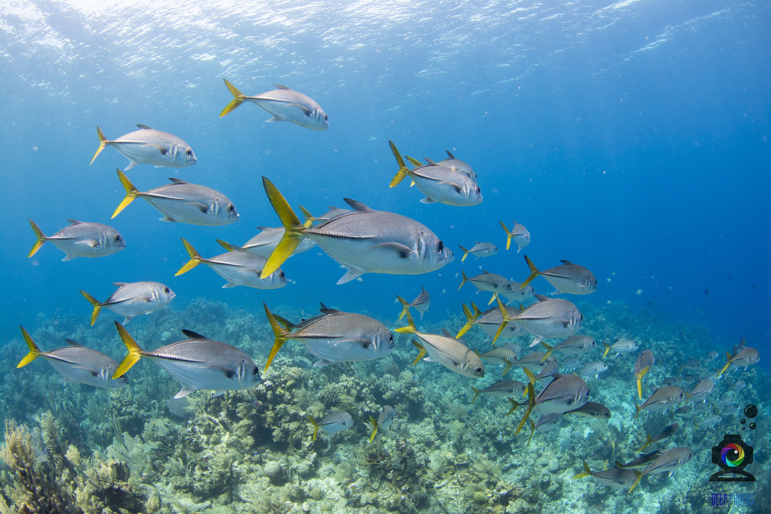 Roatan: Best Family Dive Trip Destination | Roatan Divers