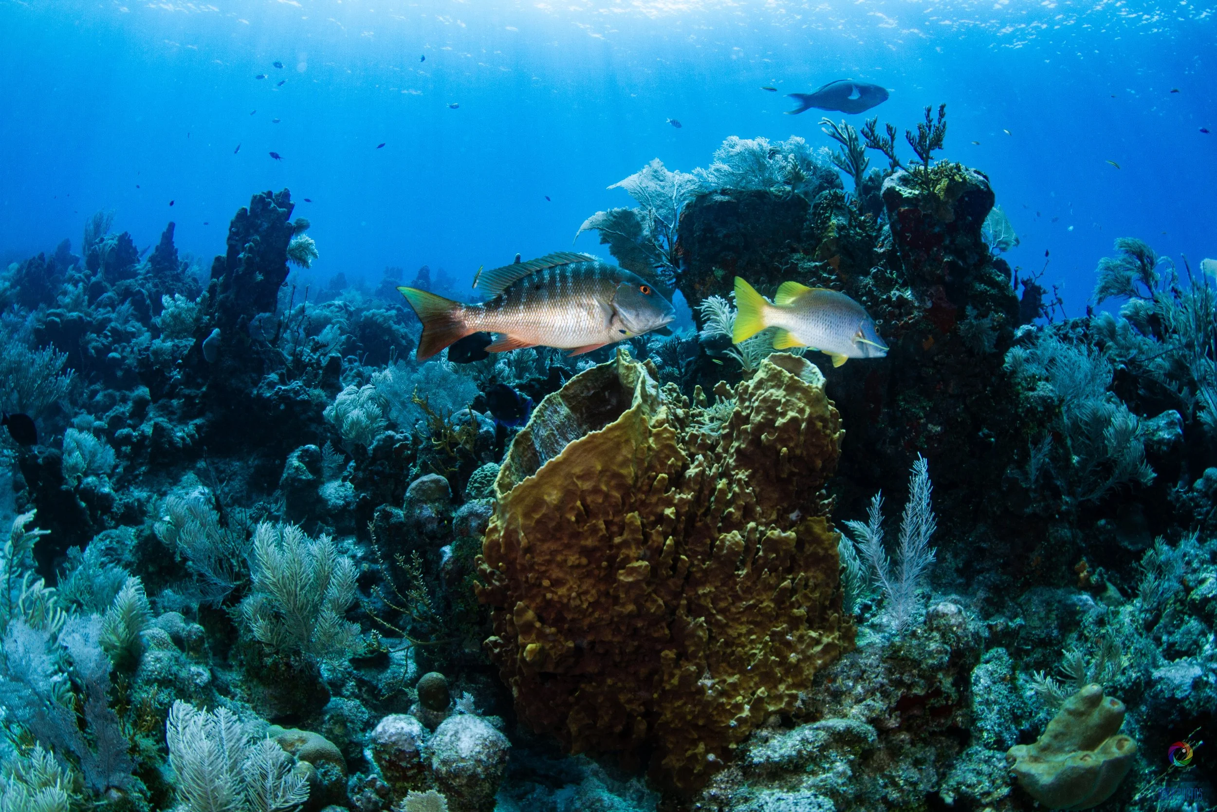 Local Fish Regulation with Roatan Marine Park