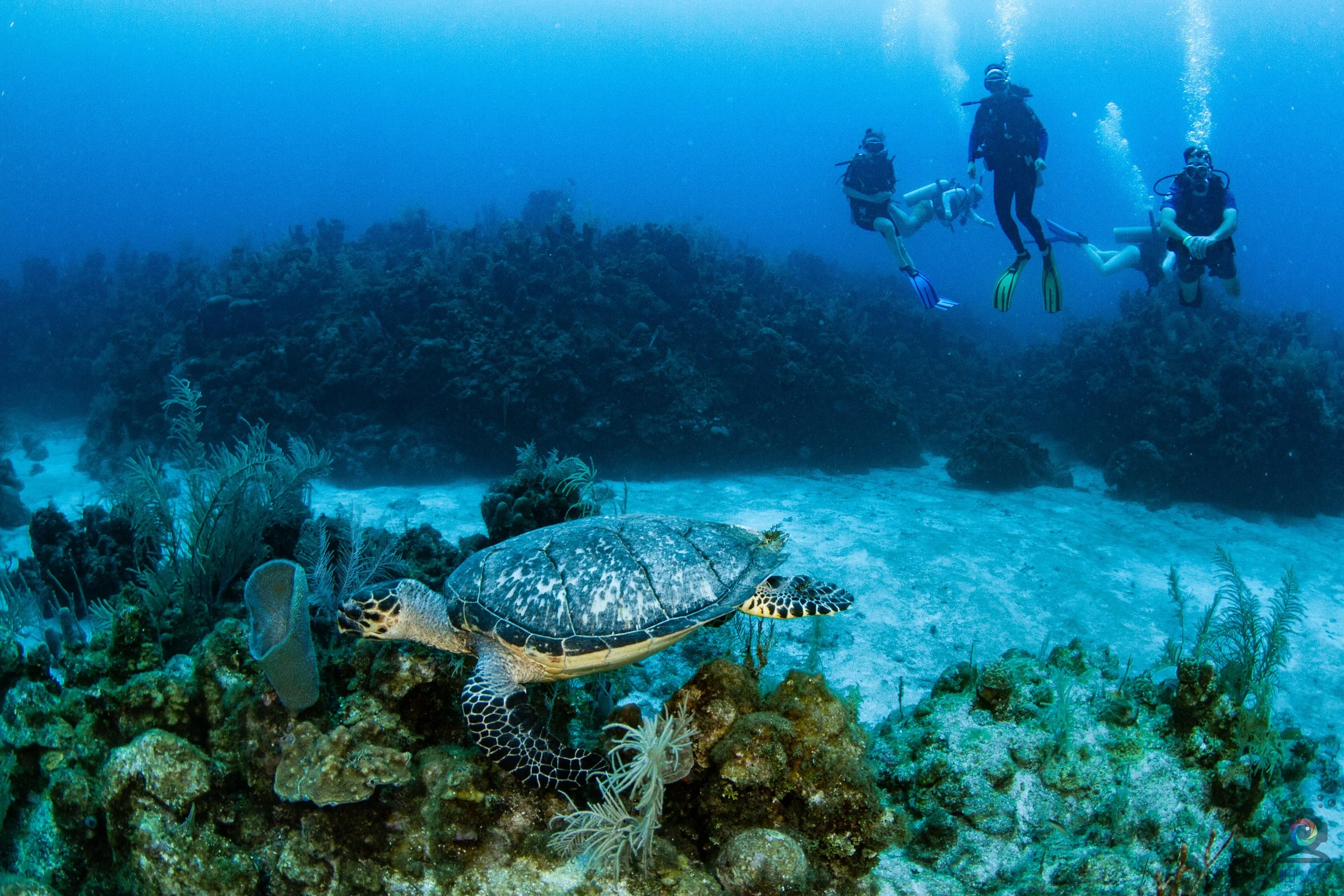 Diving with a Turtle in Roatan