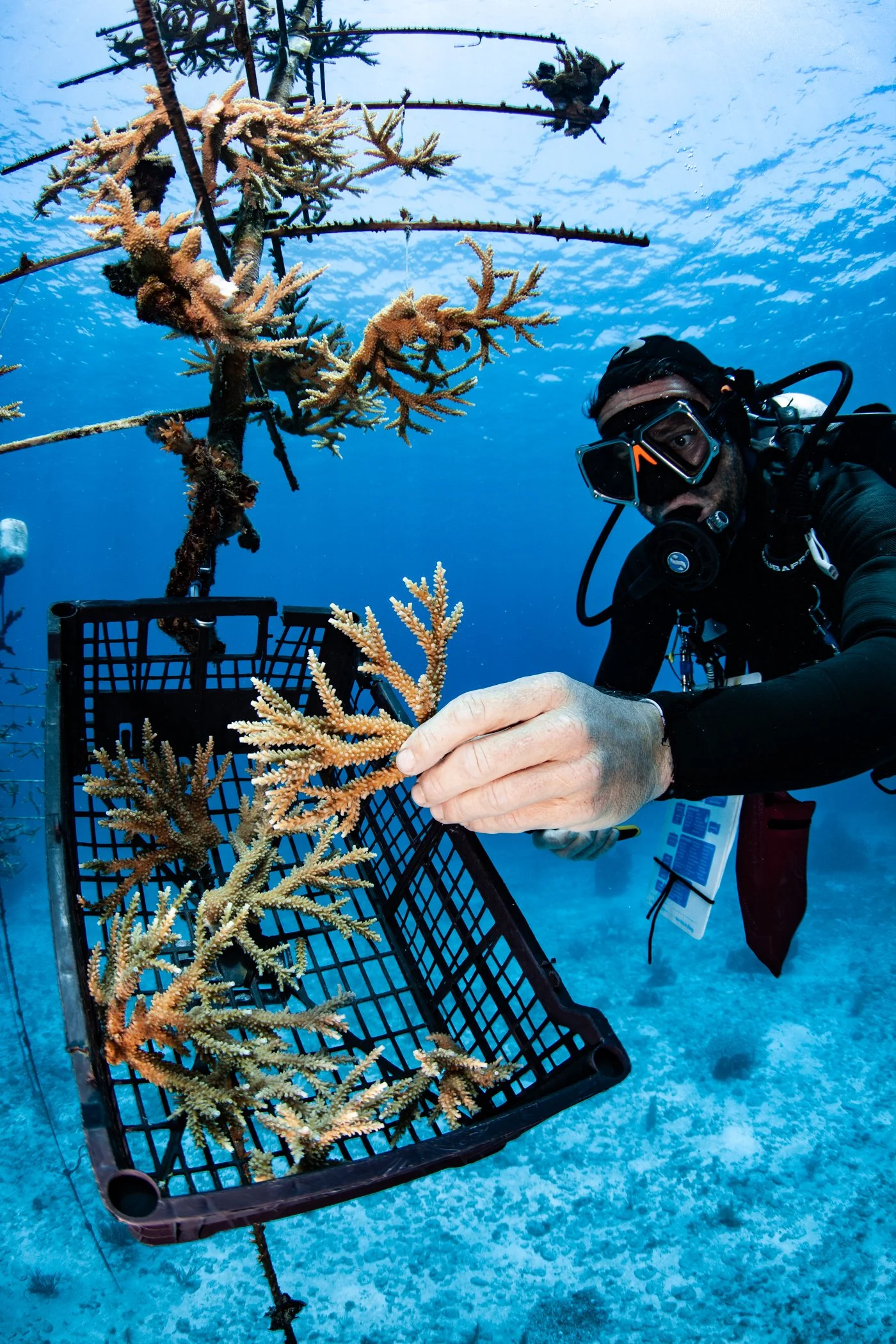 Coral Restoration Course with Roatan Divers