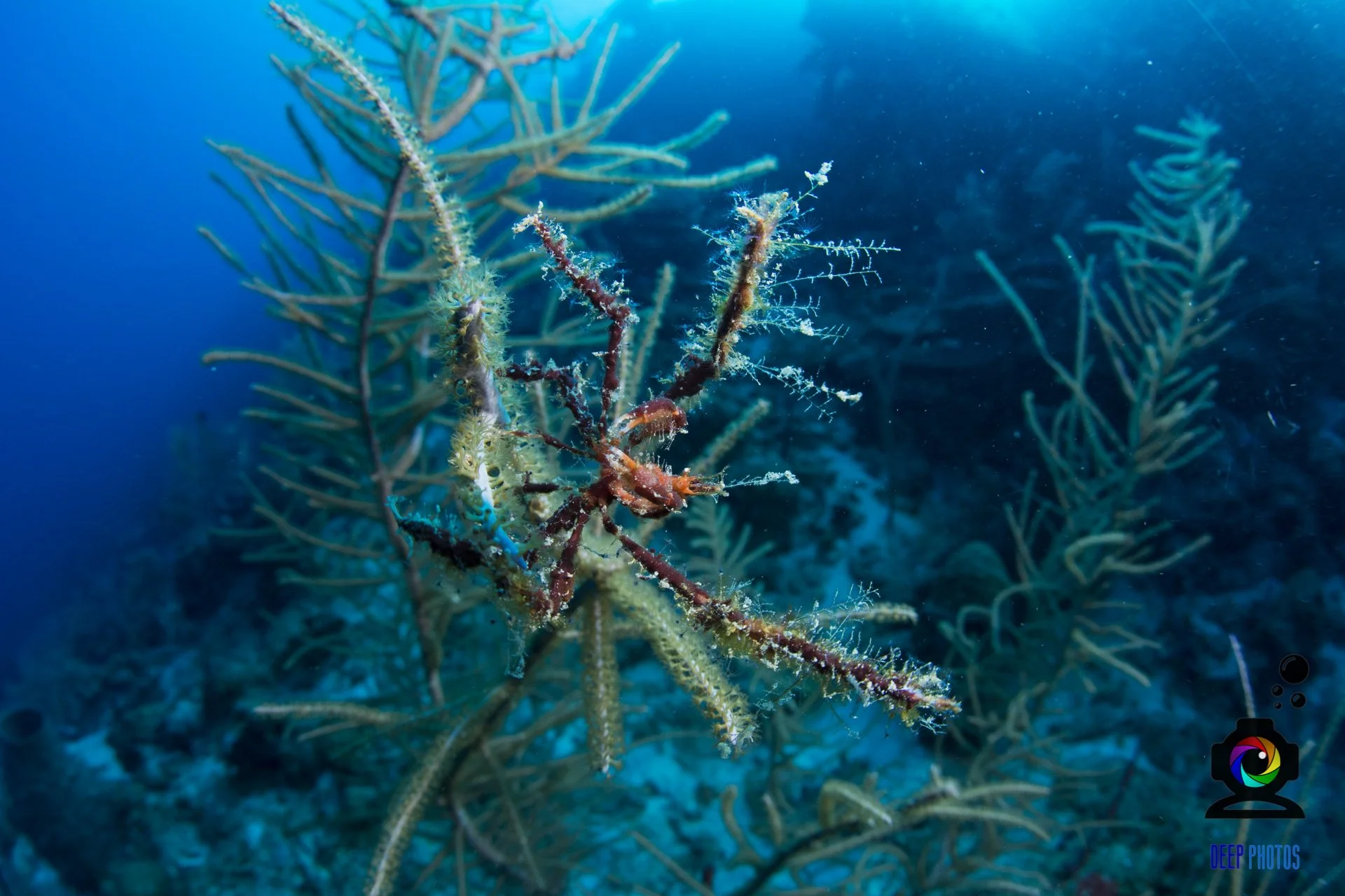Neck crab in Roatan, Honduras