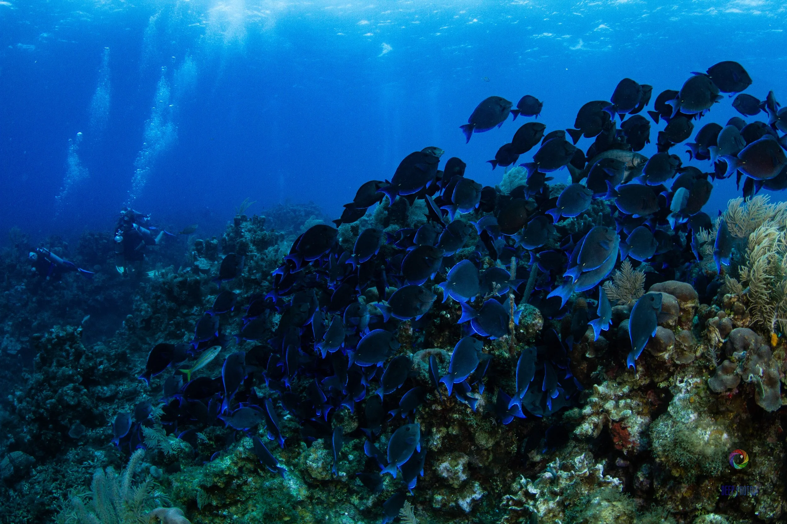 School of Fish in Roatan