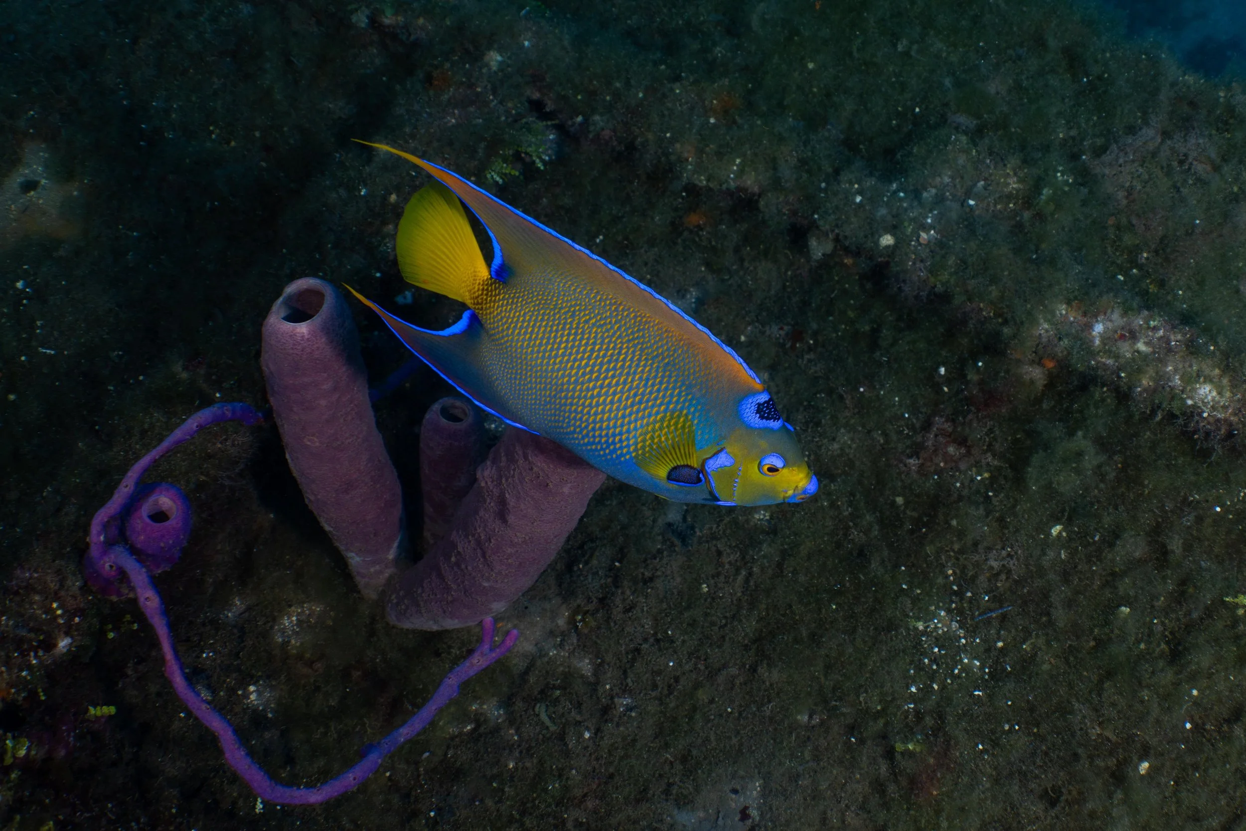 Queen Angelfish in Roatan, Honduras