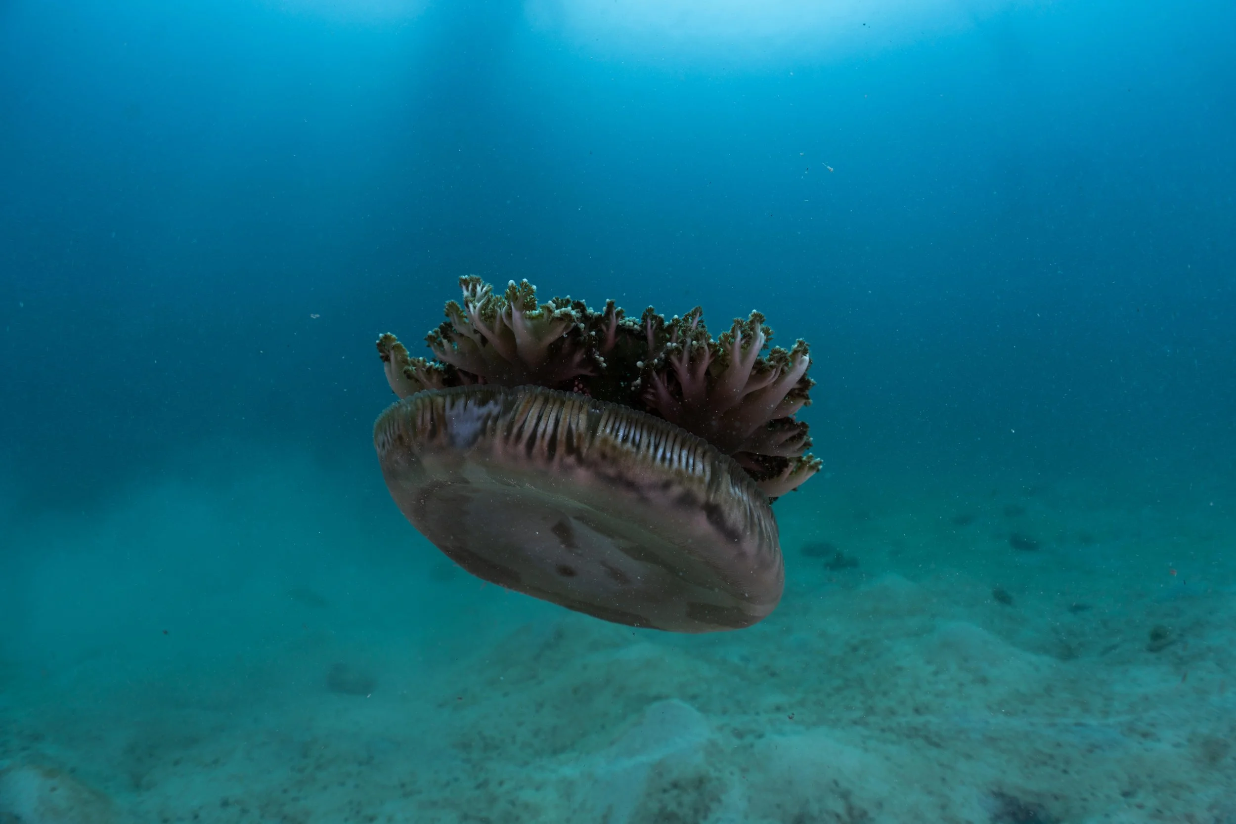 Upsidesown jellyfish in Roatan, Honduras