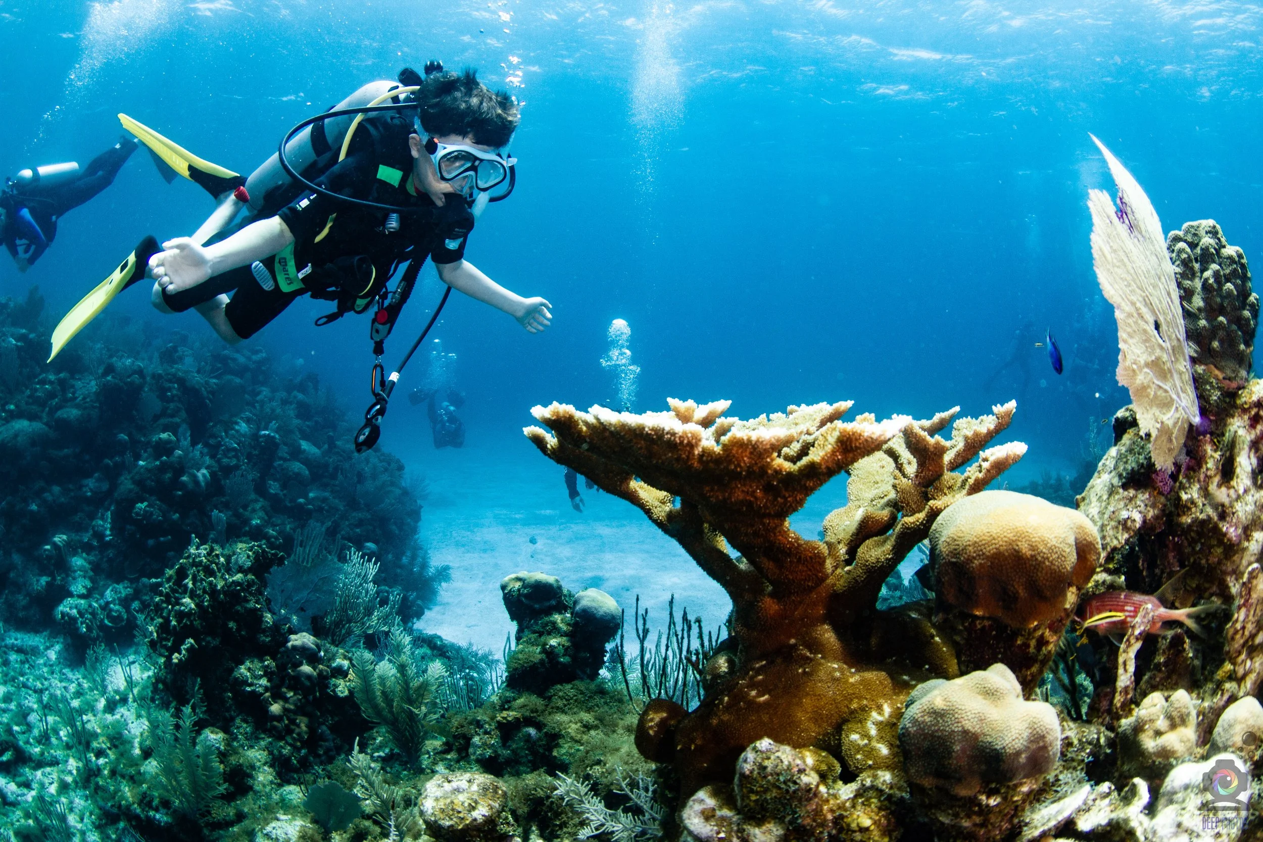 Diving with Corals in Roatan