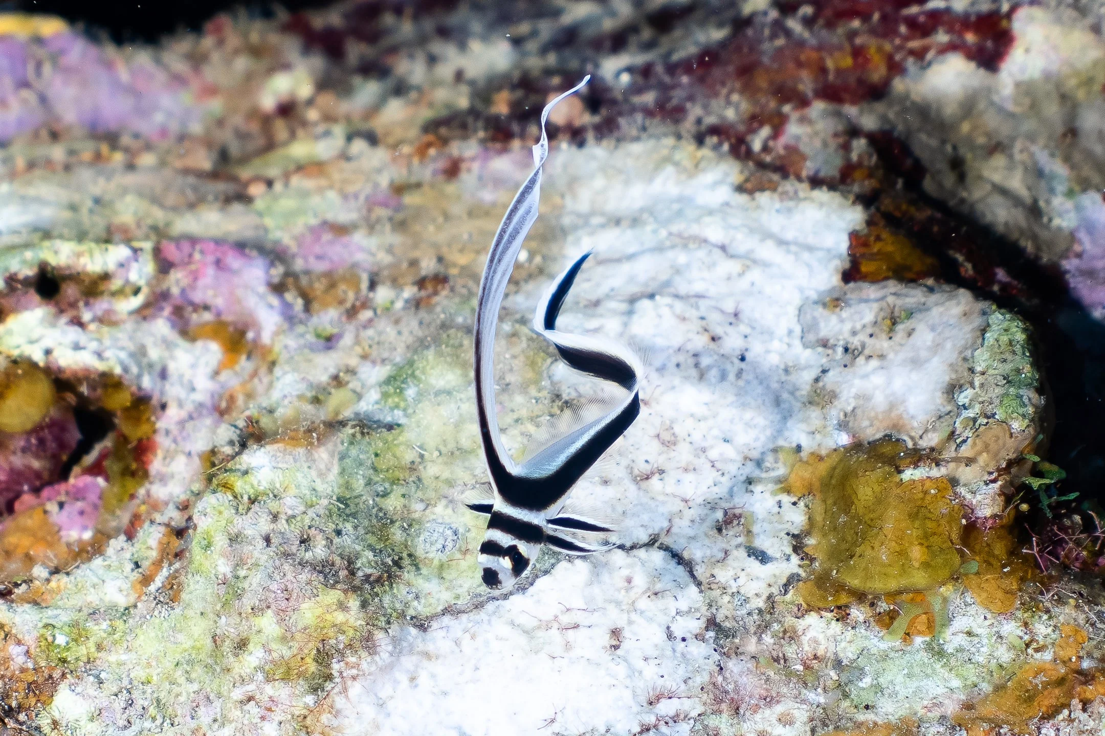 Spotted Drum in Roatan, Honduras