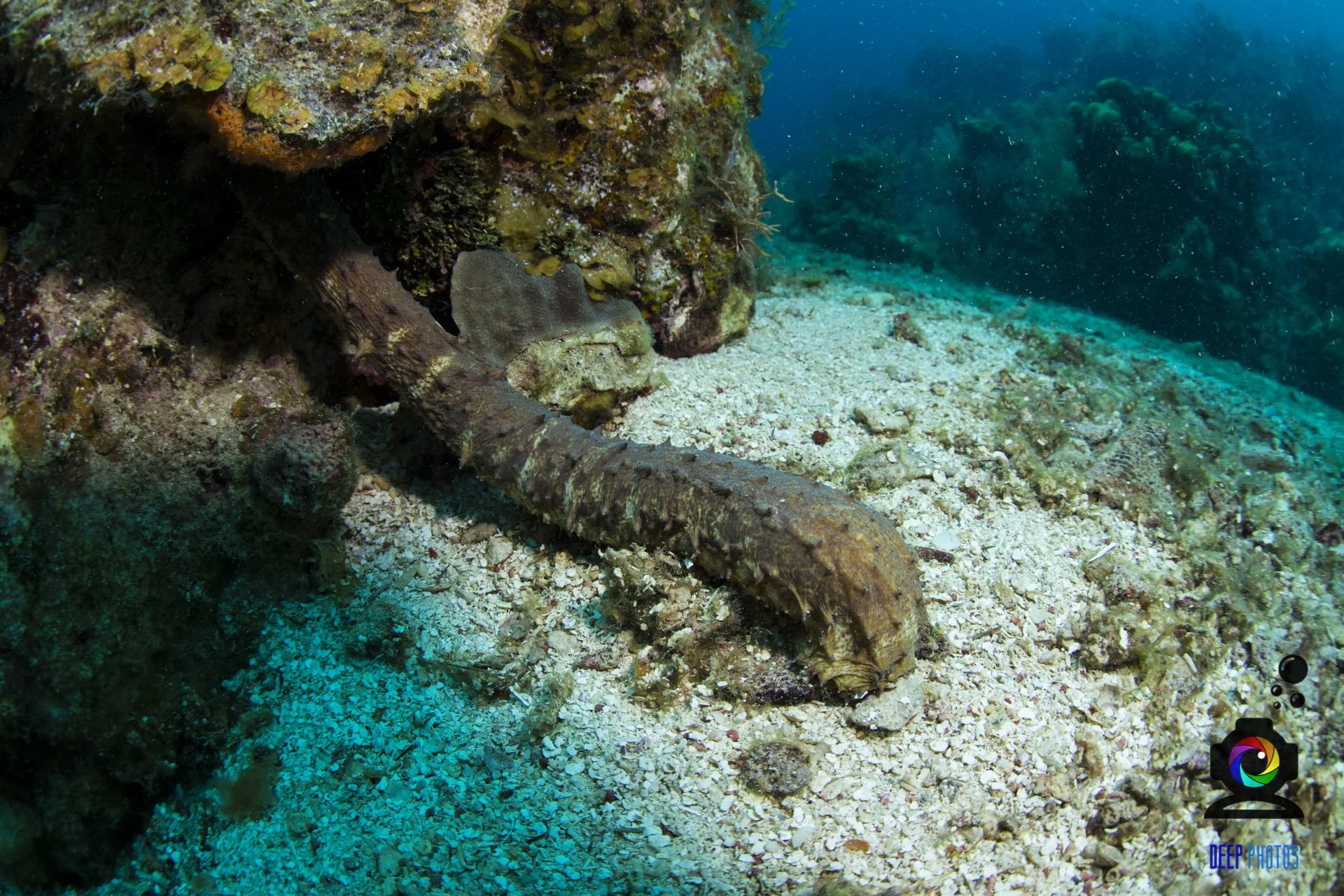Tiger tail sea cucumber in Roatan, Honduras