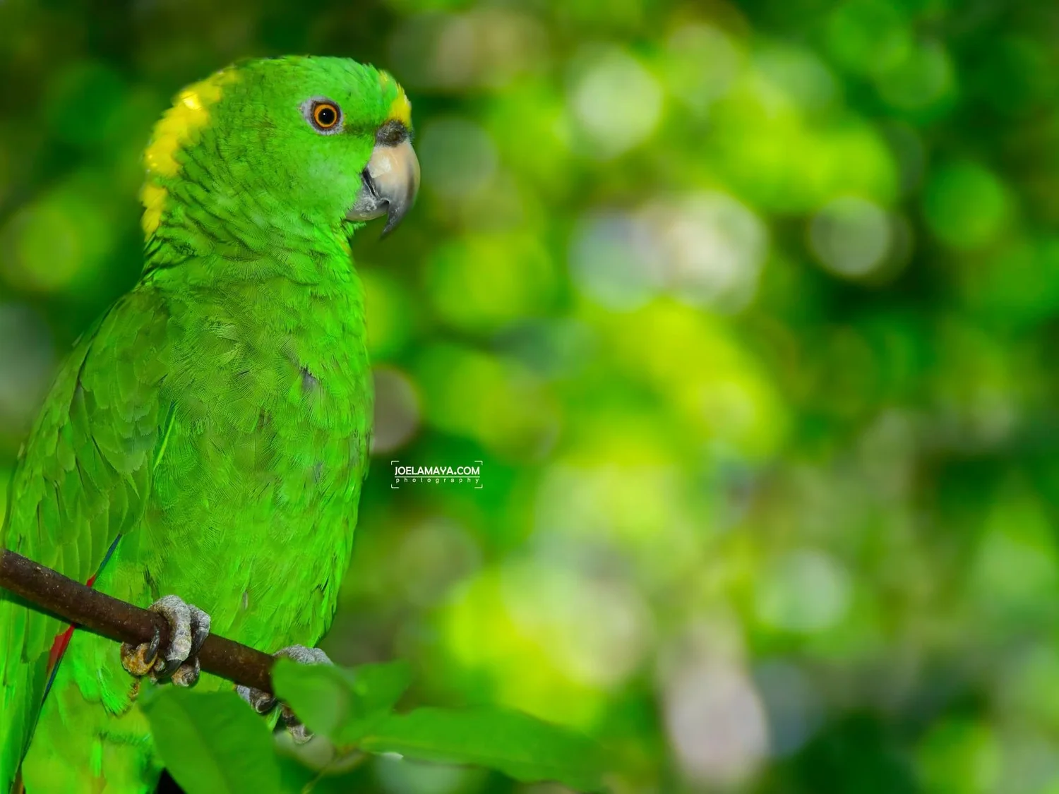 Birding Roatan Wildlife on Roatan For Nature Lovers | Roatan Divers