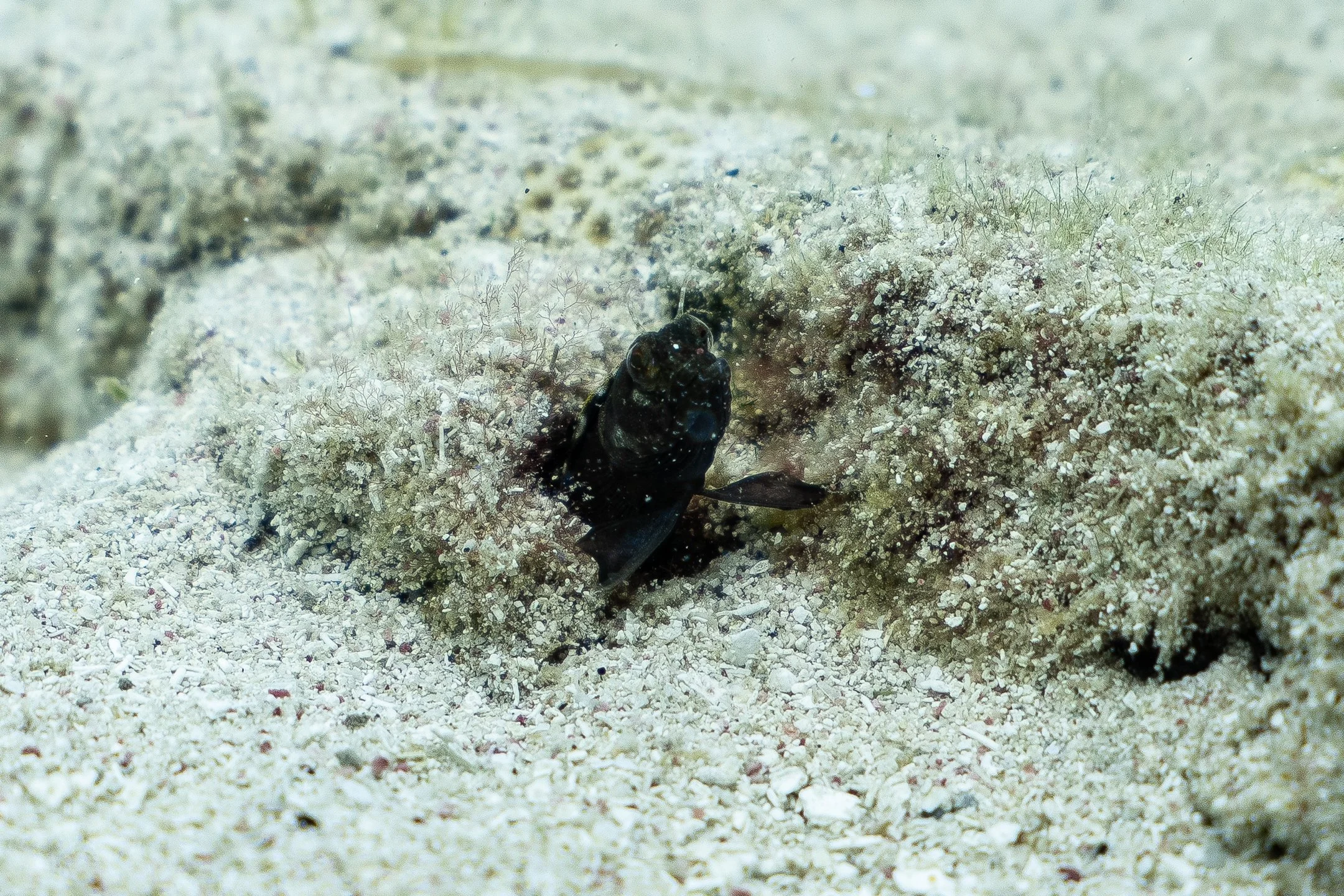 Sailfin Blennie in Roatan, Honduras