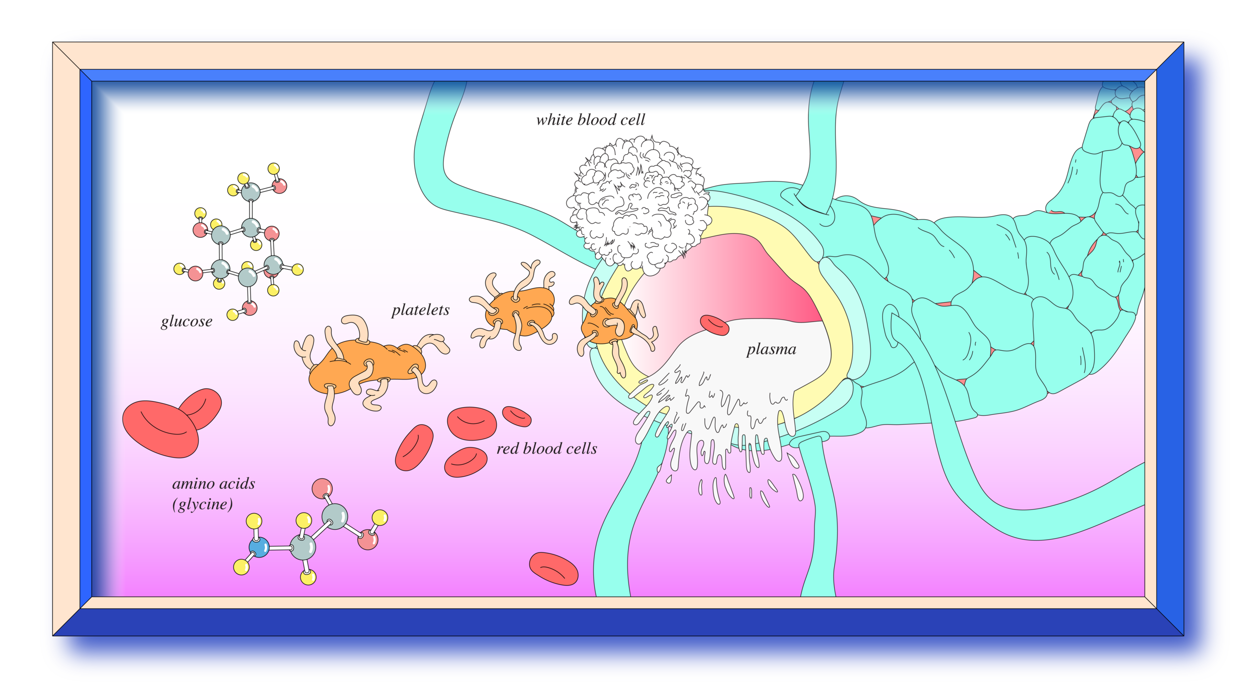 blood_contents-07.png