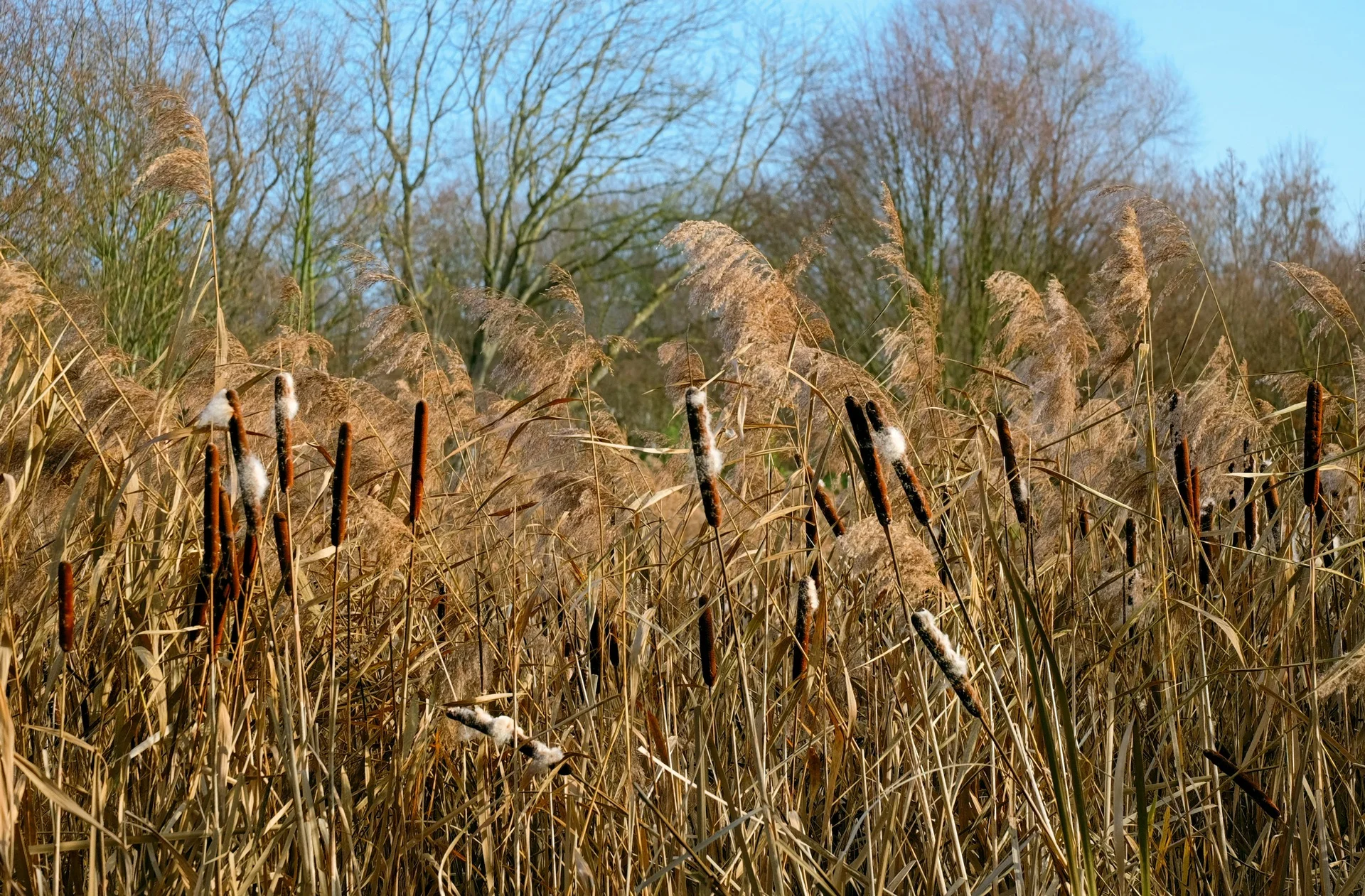 Roseau commun remplaçant graduellement la quenouille, une plante indigène très utile.