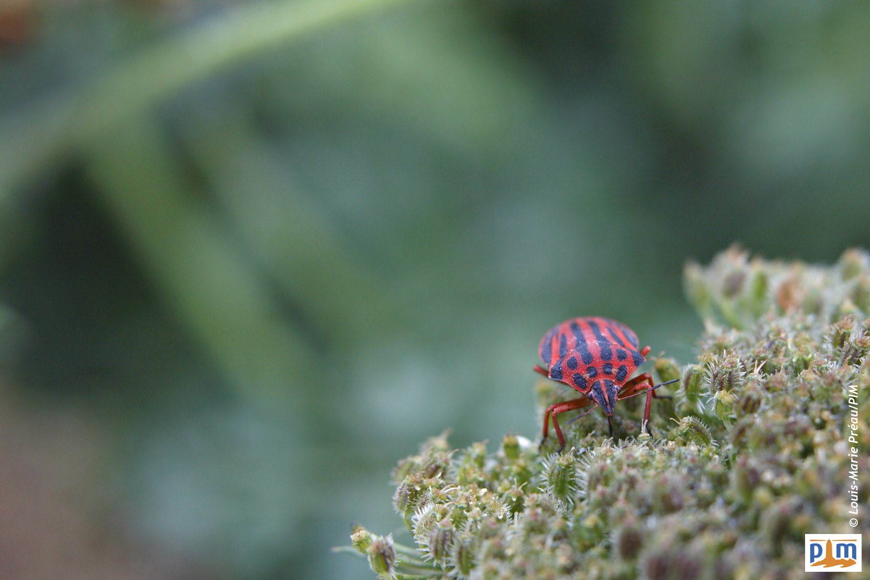 France Giens punaise HeteropteraGraphosoma semipunctatum_23U0392.jpg