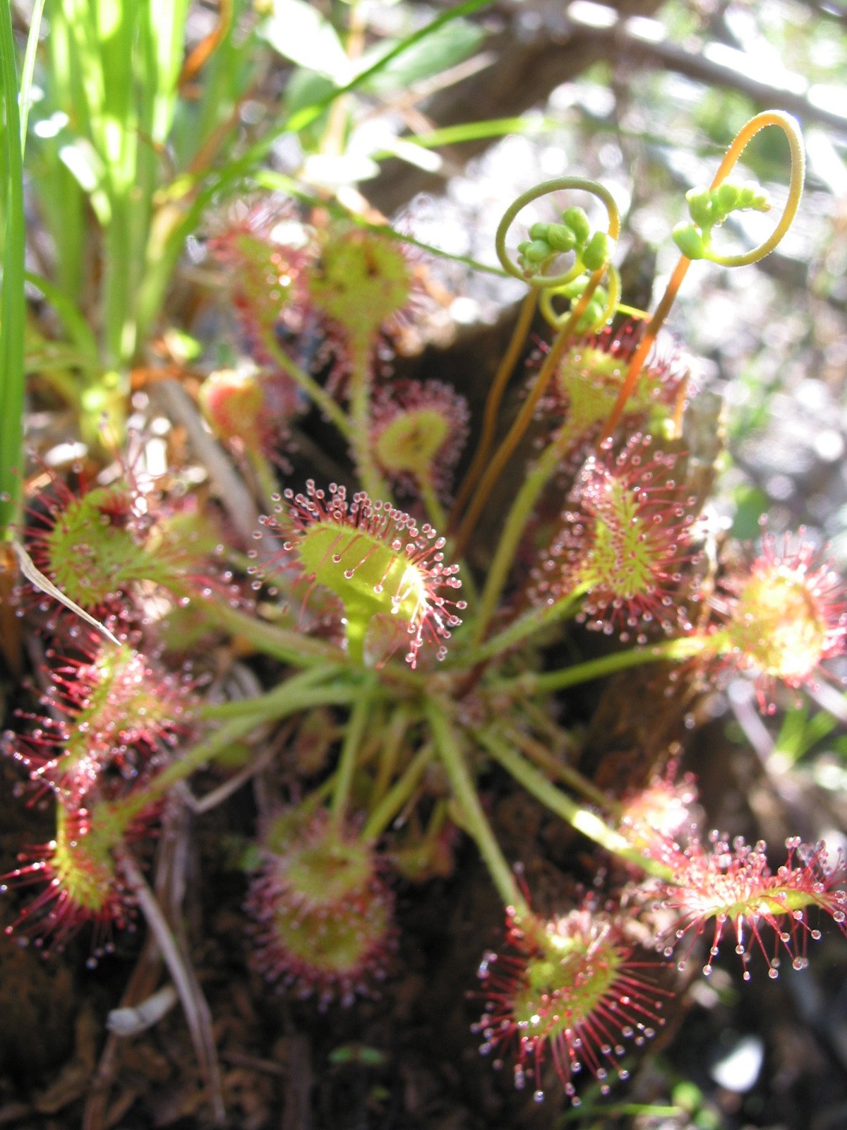 Drosera.JPG