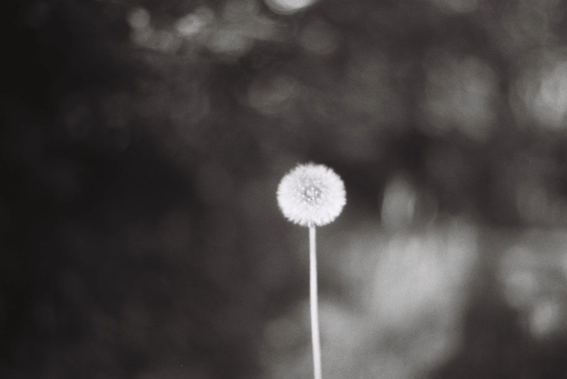 Pusteblume