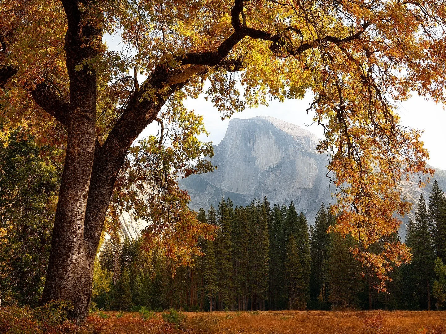 Yosemite Fall Foliage 🍂🏞️

📸 Fuji GFX
⭕️ @mavenfilters 

#YosemiteFall #AutumnWonderland #GoldenHourMagic #LeafyParadise #NatureIsArt #YosemiteNationalPark #FallFoliagePhotography #NatureLover #ExploreTheOutdoors #FallInLoveWithNature #ScenicViews