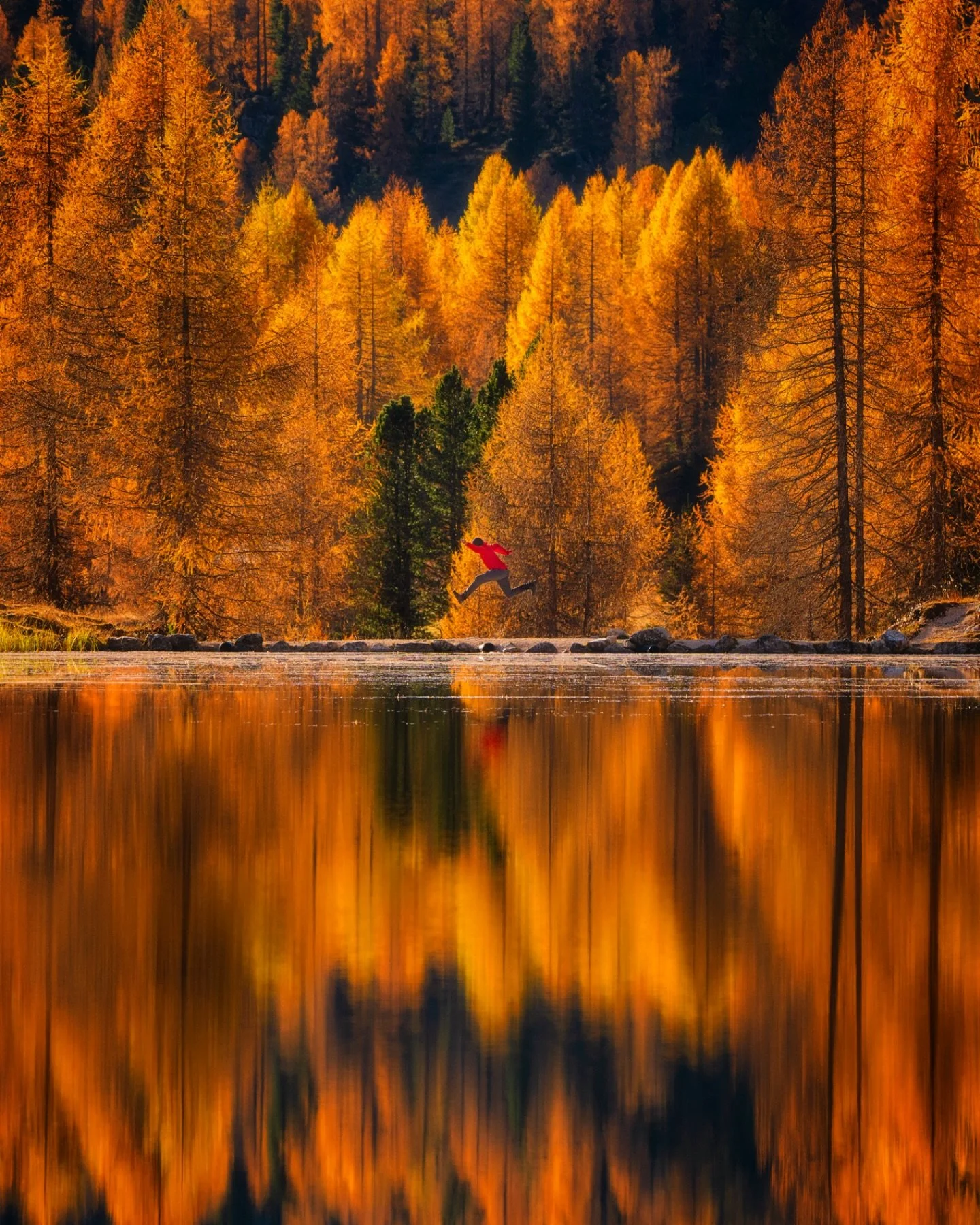 Autumn 🇮🇹🍂

📸 @sonyalpha 
⭕️ @mavenfilters 
@sky_trotter 

#fallfoliage
#fallcolors
#autumn
#larches
#stunnersoninsta