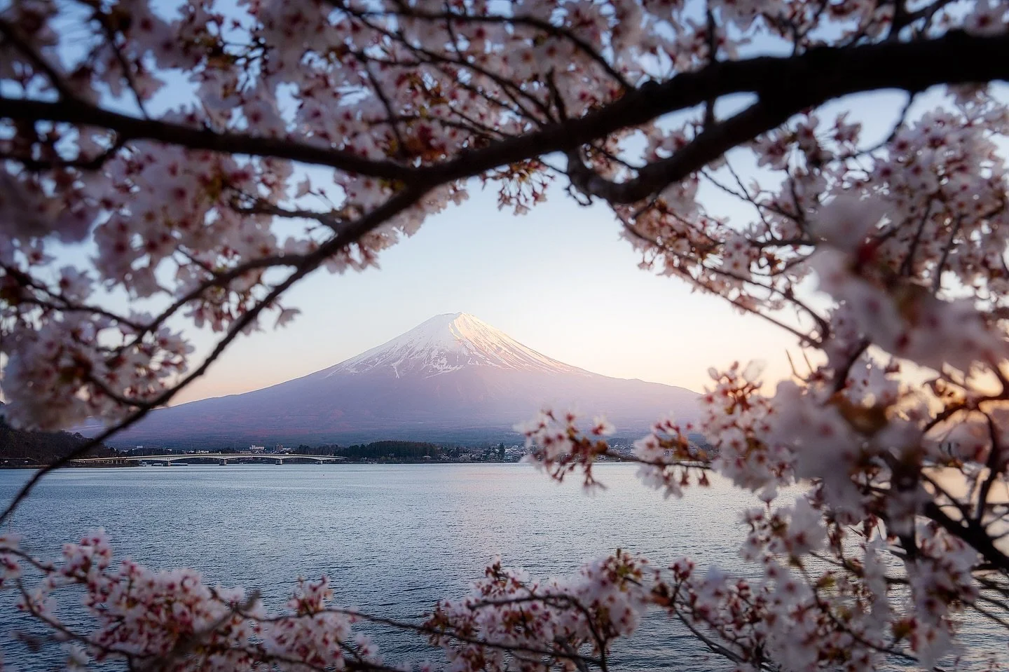 🌸 🌊 🗻

Timing to chase the cherry blossoms months ahead of time is incredibly difficult. Especially if you booked accommodations and transportation. If your desire is to chase full bloom cherry blossoms, I would suggest giving last minute planning