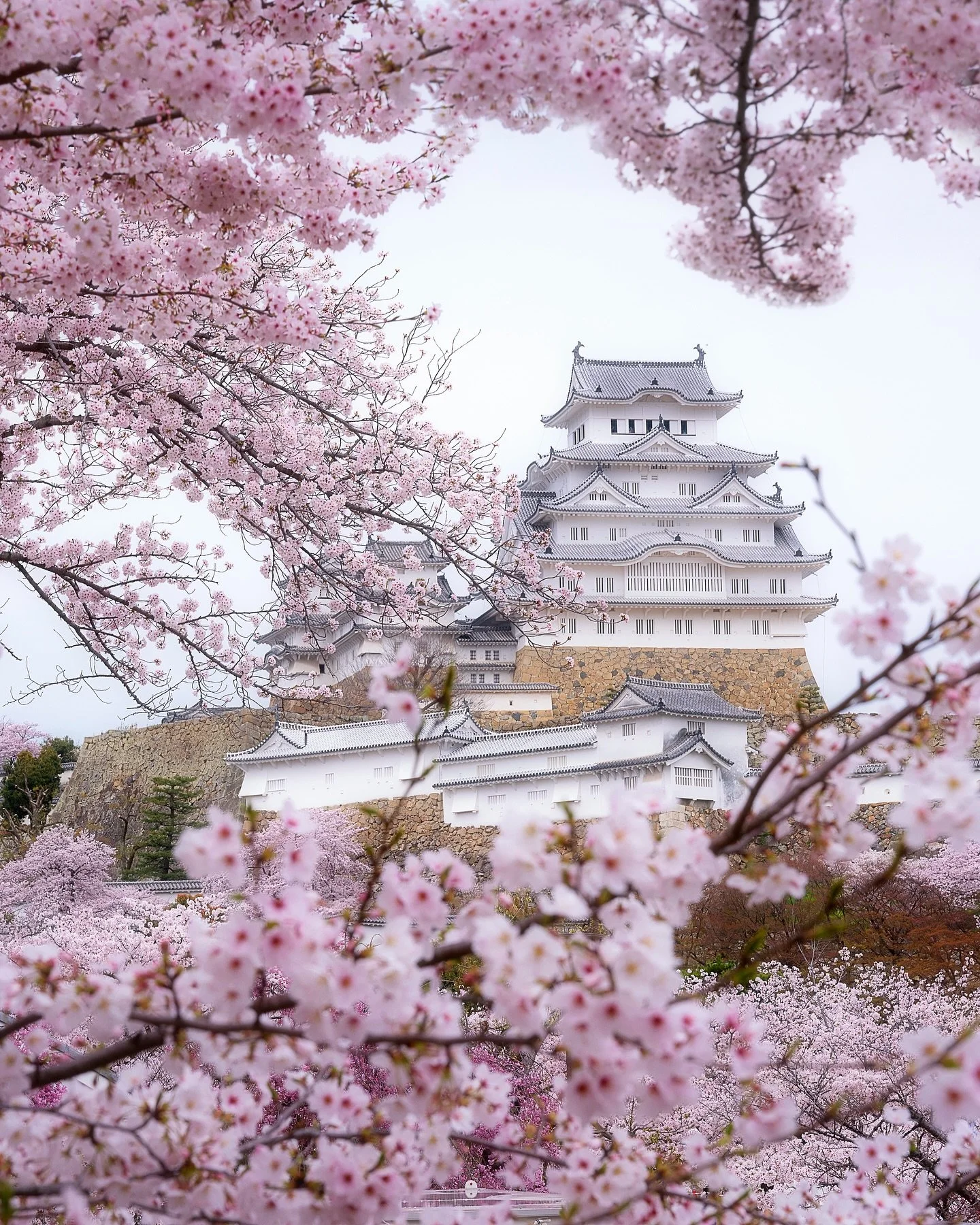 花の雨 | Flower Rain 🌸 

When spring winds rise, petals fall like rain &mdash; soft, silent, and sudden.
Hana-no-ame captures the gentle sorrow and beauty of blossoms leaving their branches, a quiet reminder that even the most breathtaking moments cann