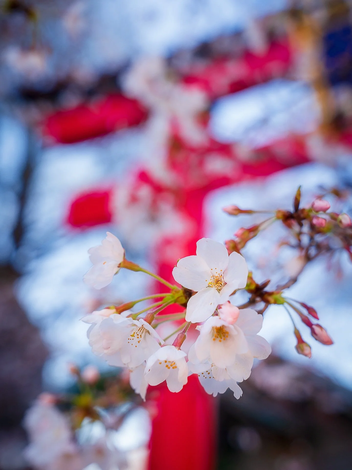 Fuji-san Hanami Sakura 

This week is full bloom near the Fuji five lakes area. Breathtaking beauty of cherry blossoms and the serene view of Mount Fuji remains indelible in my mind. 🌸❤️

#sonyalpha 
#fuji 
#kawaguchiko 
#japan 
#mavenfilters