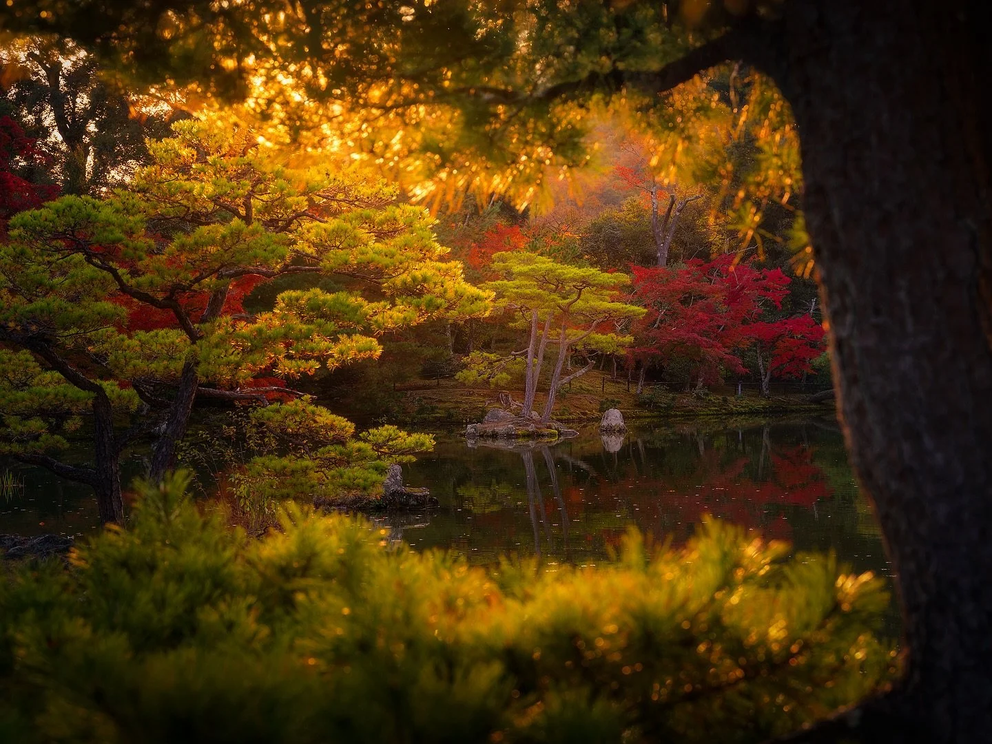 🍂🍁🌲

A lone bonsai-like tree stands gracefully in the middle of a serene temple pond, its delicate branches mirrored perfectly on the still water. This harmonious scene captures the essence of balance and peace, a quiet moment where nature and ref