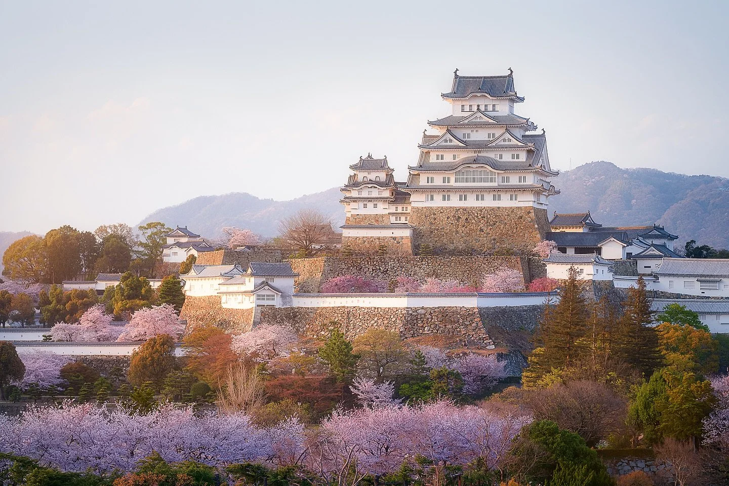 姫路城の春景 | 🏯🌸

Haru-kei no Himeji-jō &ndash; Spring Scenery of Himeji Castle

From the hilltop, Himeji Castle rises like a white heron poised in flight, framed by rows of cherry blossoms glowing in the last light of day.
The air is still, the moment 