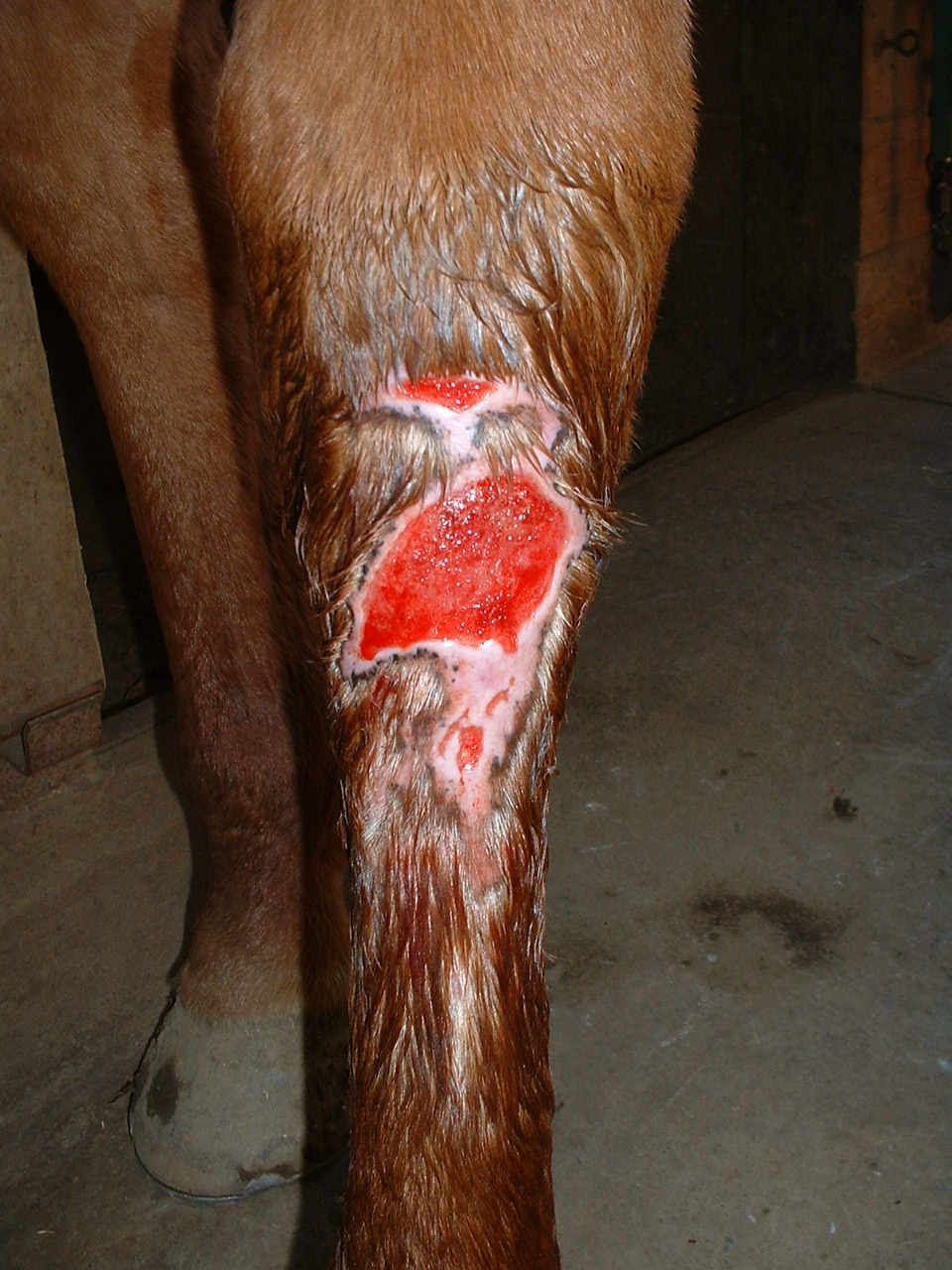 Laceration to front of hock