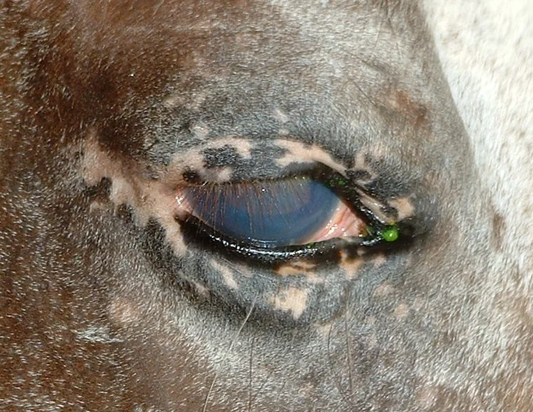 Glaucoma in an Appaloosa 