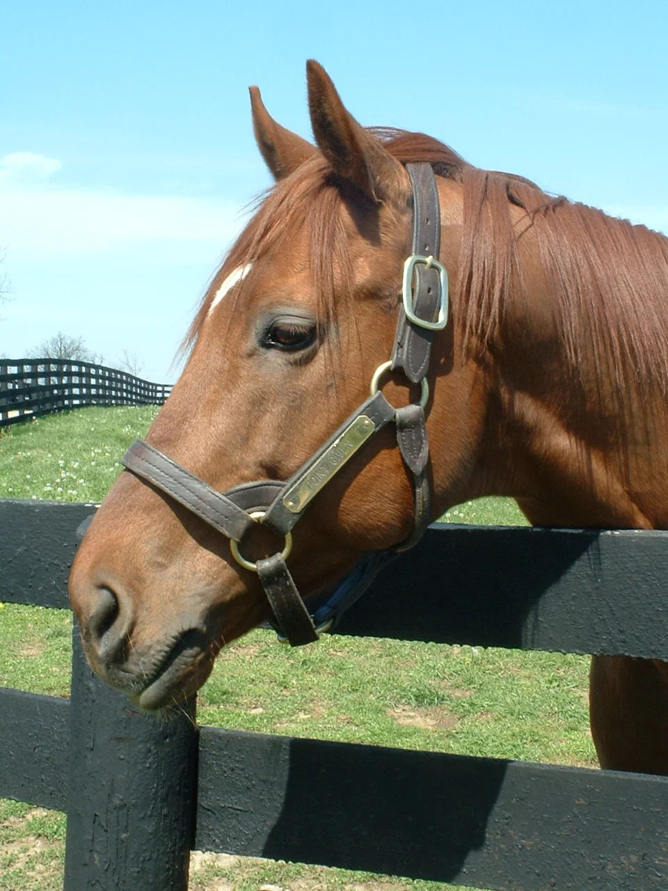 Point Given at home at Three Chimneys Farm