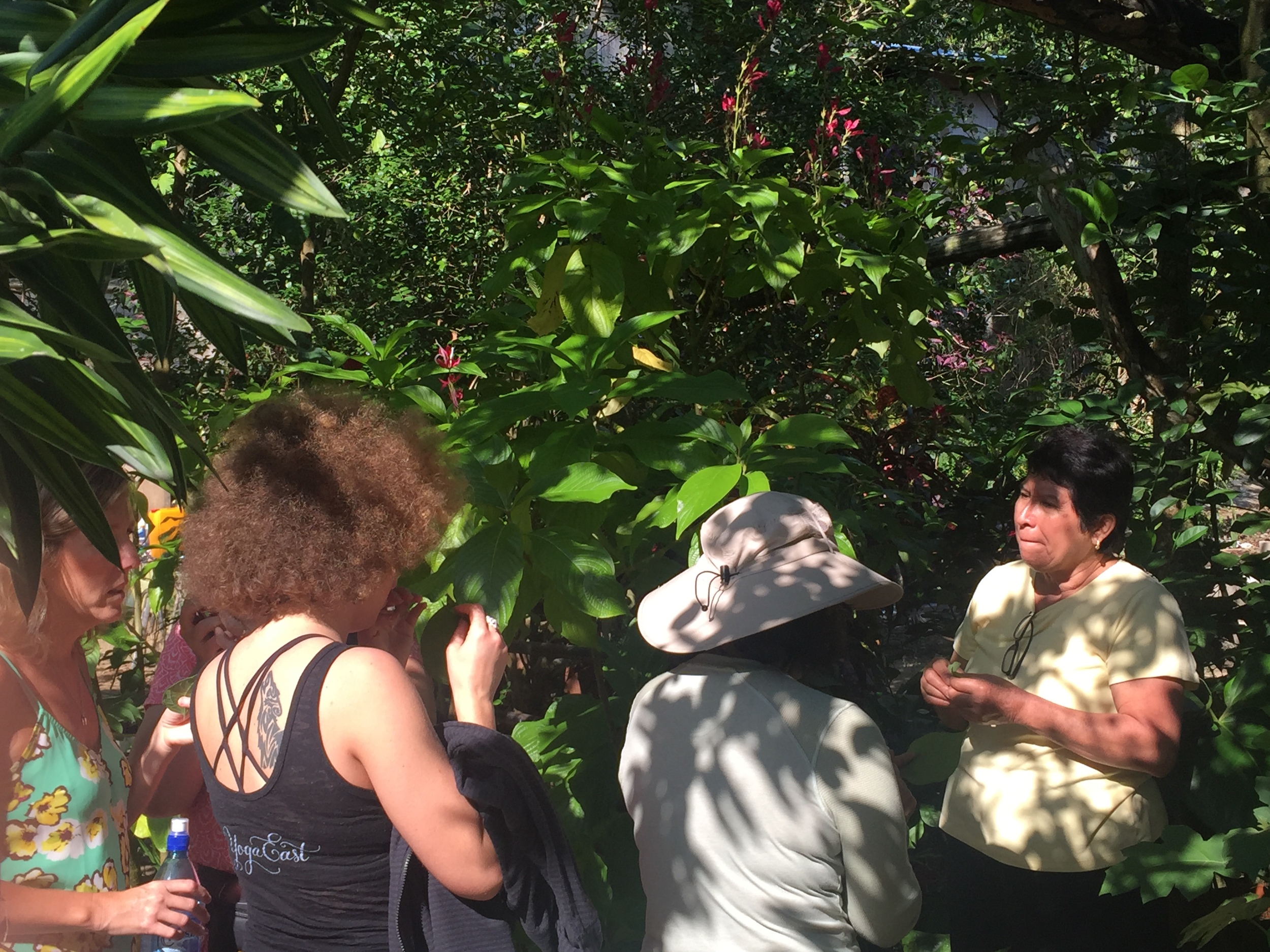 Ahhh the lovely Ms. Chena here below, owner of Clarissa Falls taking us on a Medicinal Walk through her property. What a pure heart, so giving and gifted.