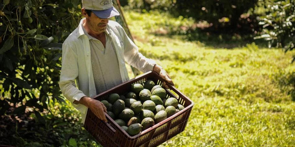 Aguacate hass se exporta un 75.000 por ciento más que antes En EE. UU., Colombia ya se posiciona con este producto. El siguiente paso es el mercado asiático. 