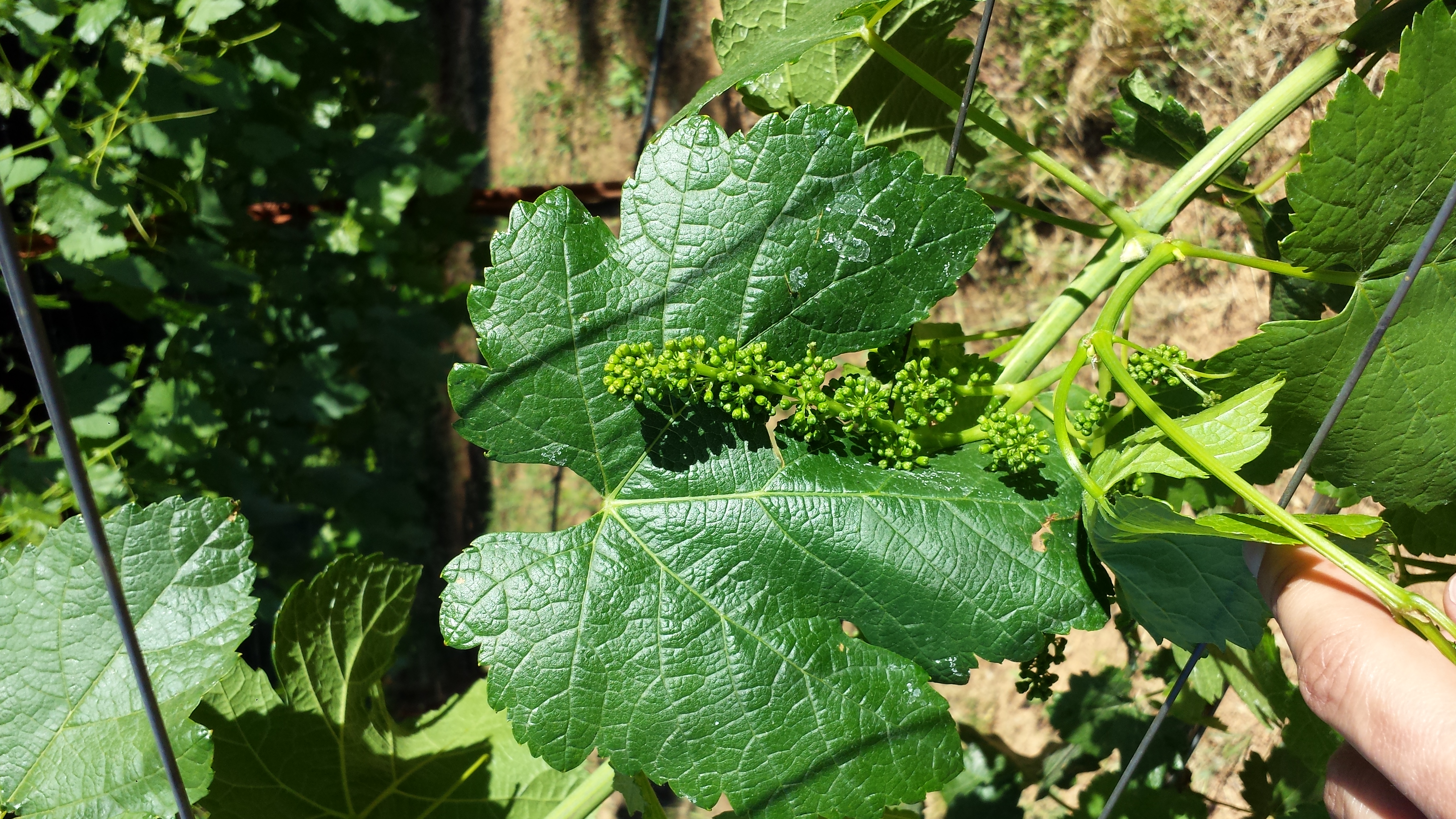 20140524_164009.jpg