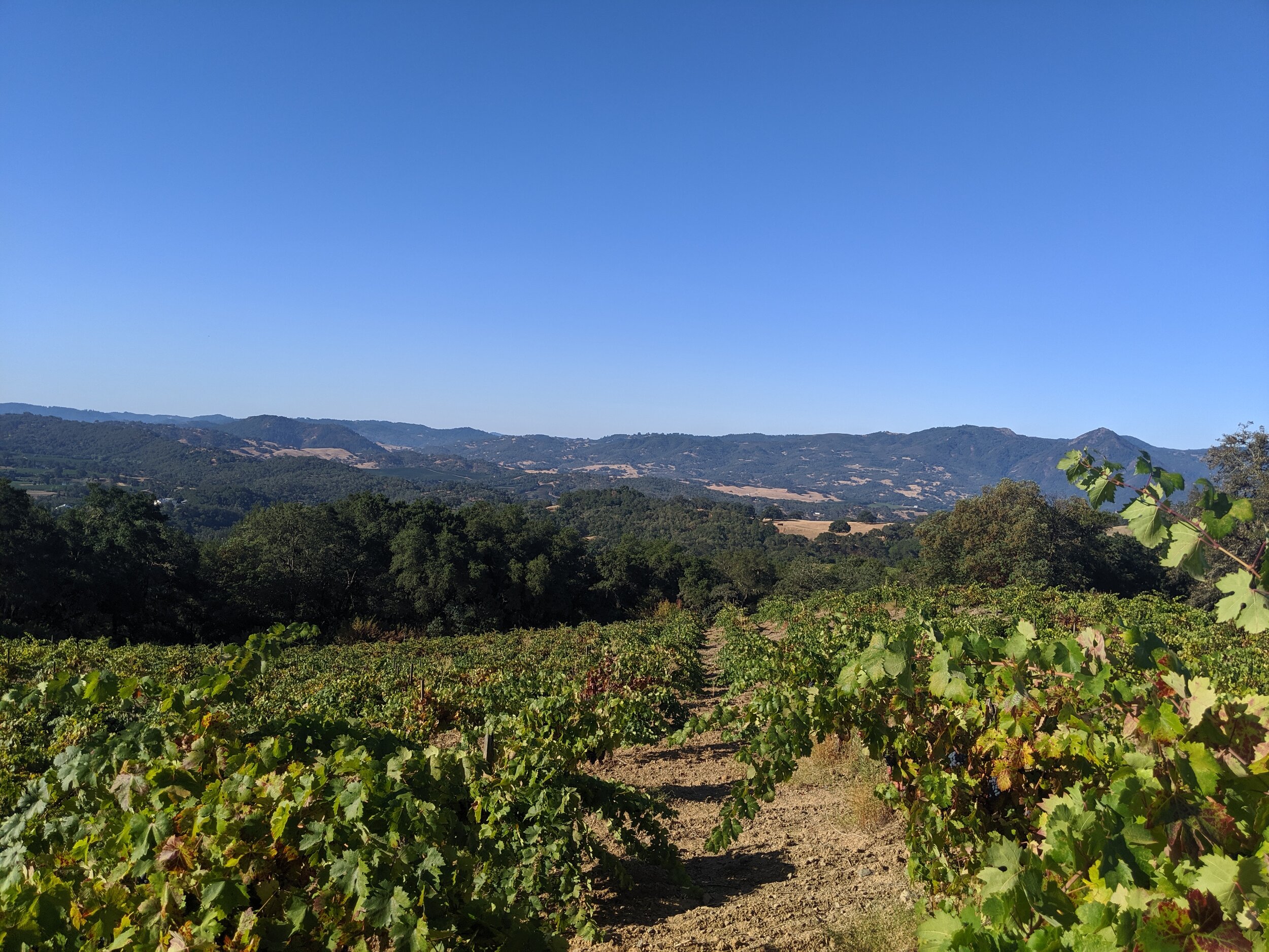 MVIMG_20190825_085251.jpg