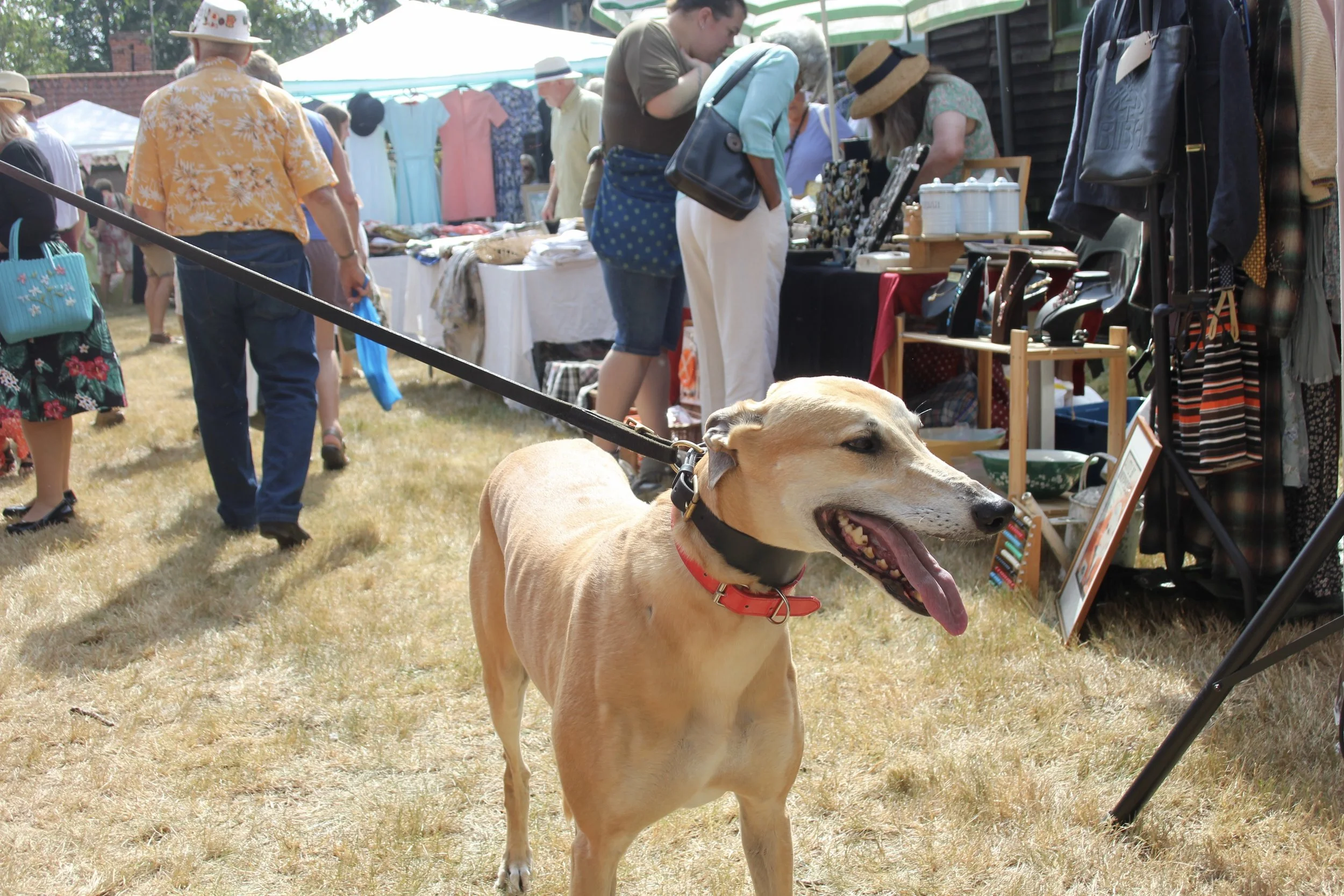 Dog Friendly Days at Heydon 2019