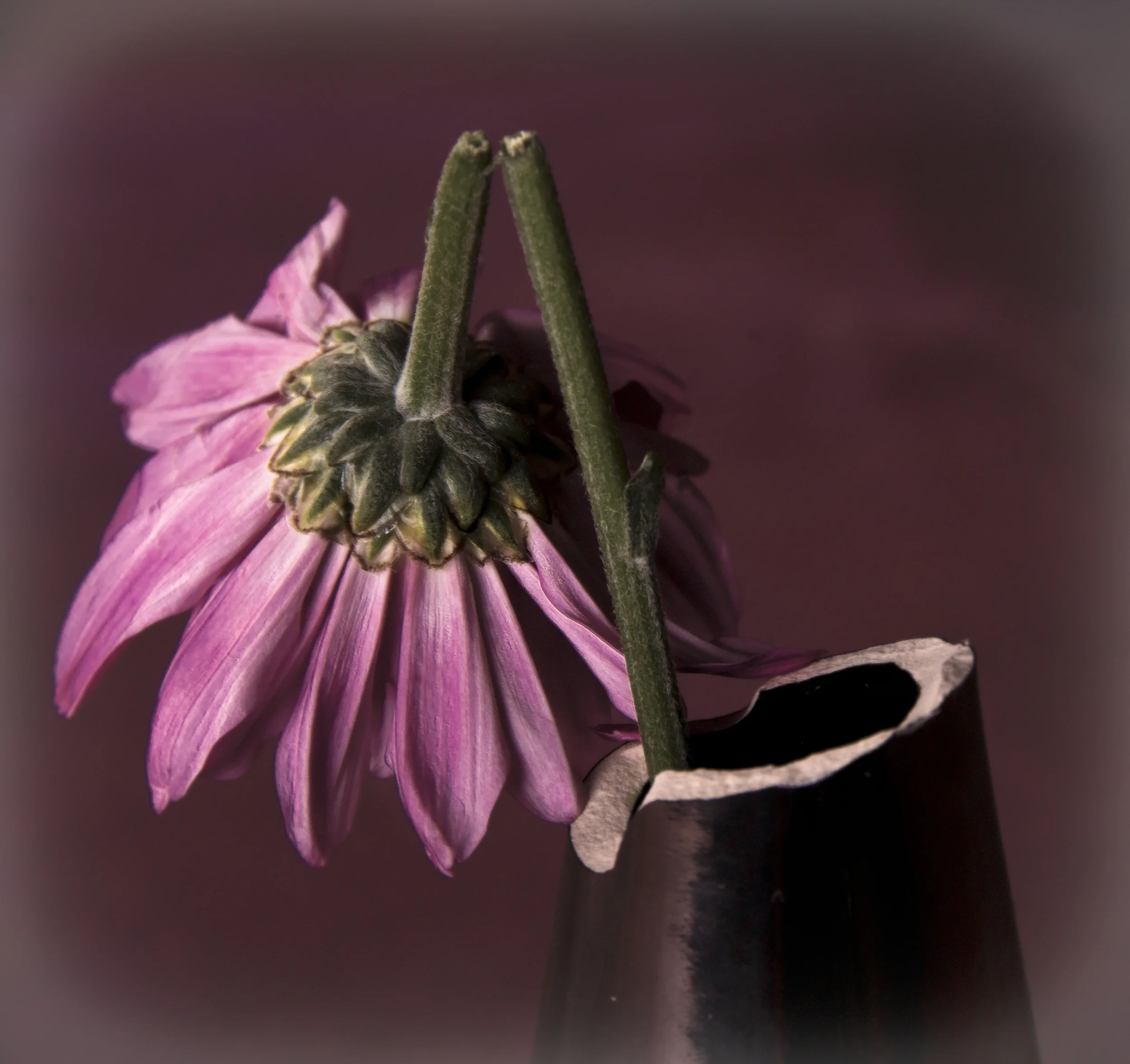 Flowers in the Studio