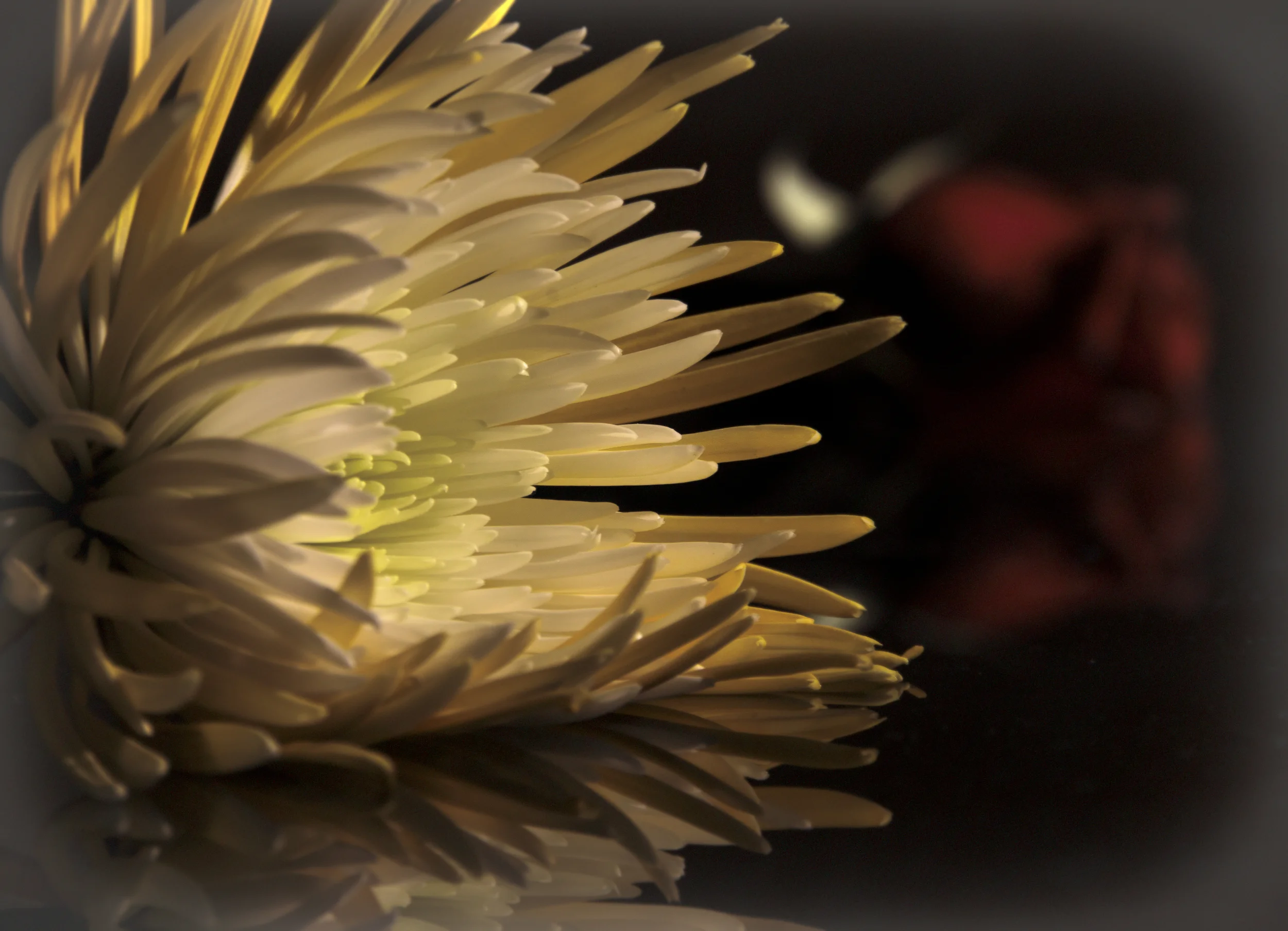 Flowers in the Studio