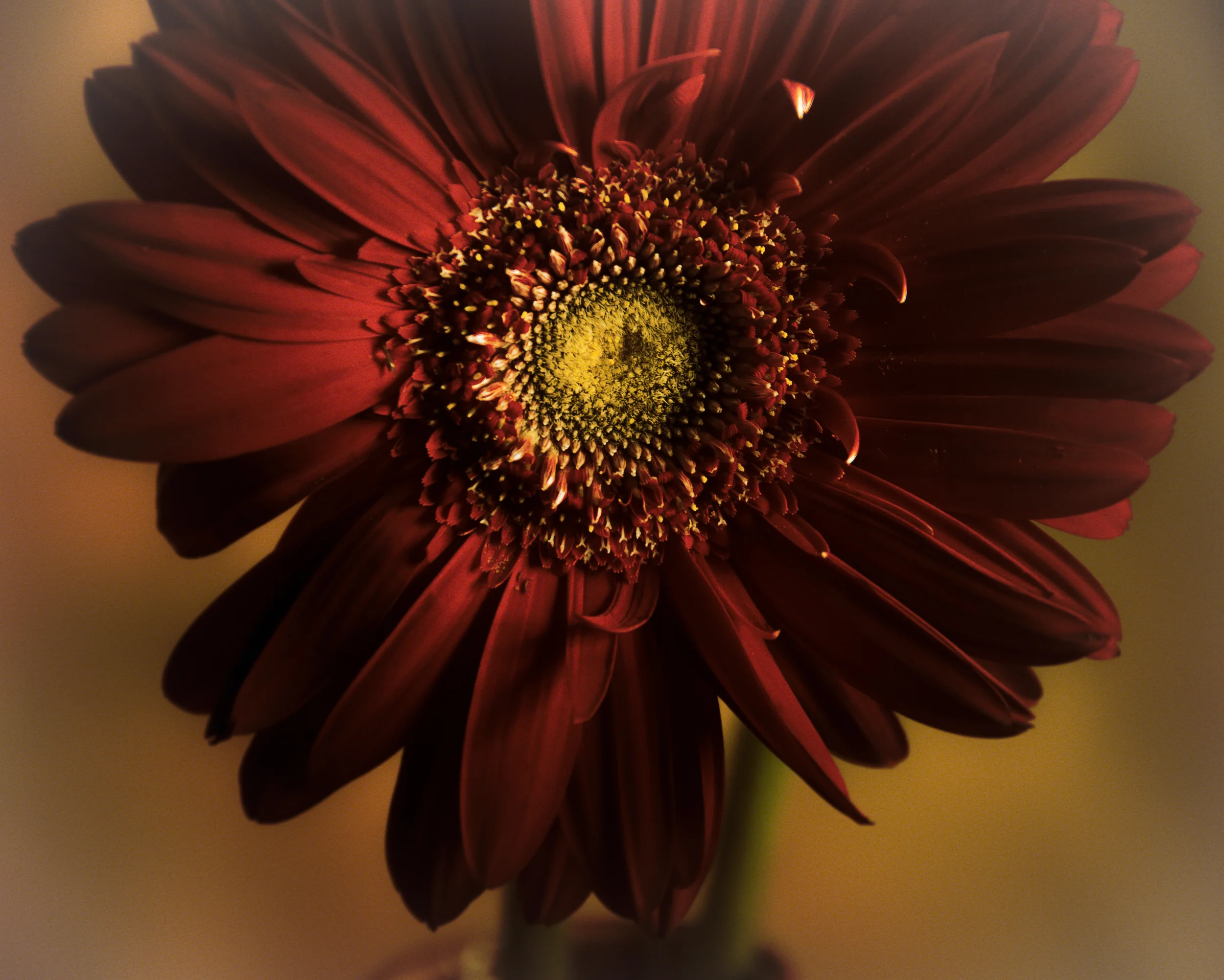 Flowers in the Studio
