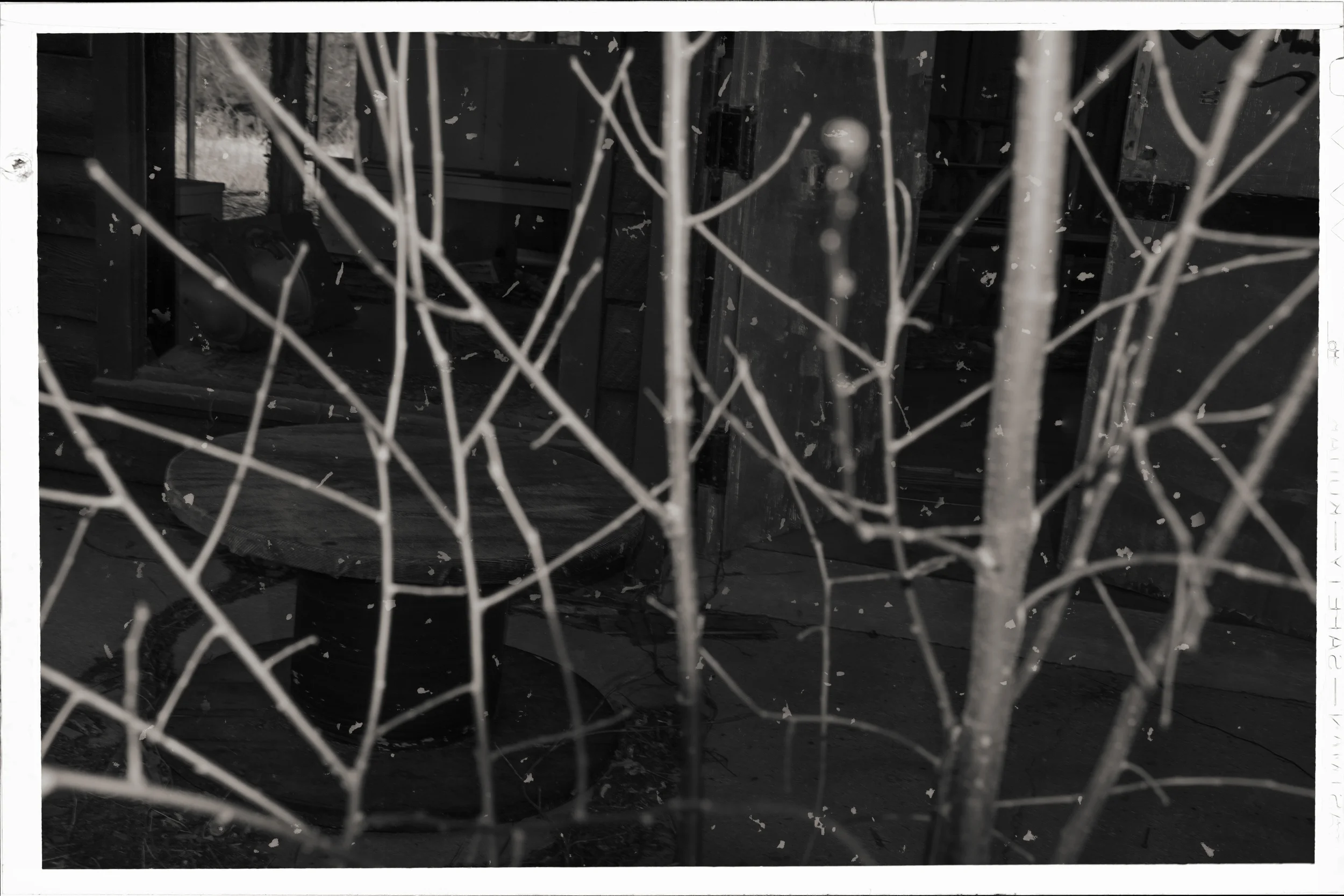 Trees and Dust - Dogpatch
