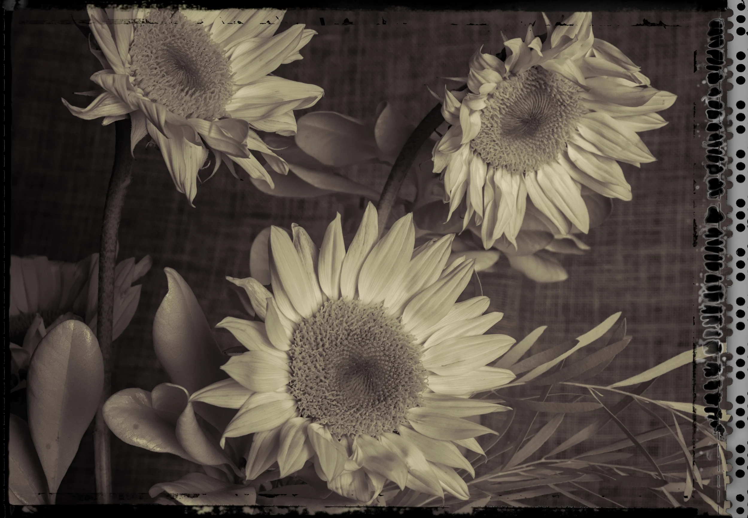 Flowers in the Studio