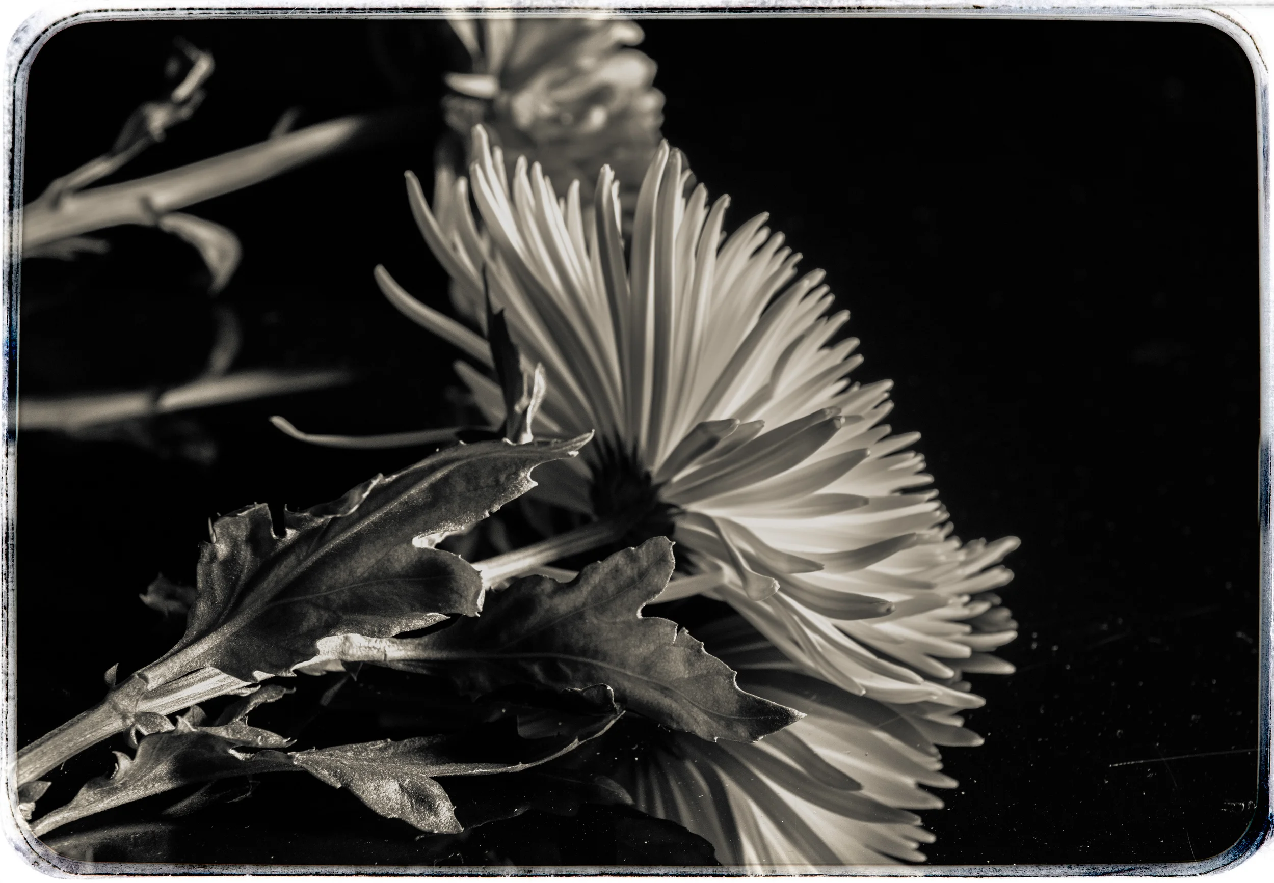 Flowers in the Studion