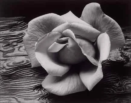 Ansel Adams - Rose and Driftwood 1932, as an extracted image from nature, was a subject highly prized by f/64 photographers due to the detail rendered by entirely photographic means and its subject which was without allegory.