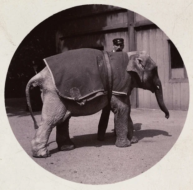 Kodak's first camera was put in the hands of consumers in 1888 and created an explosion of photography due to the ease and speed over previous individual dry plate or wet plate methods. Now a roll of film was available - in fact 100 images could be recorded before processing. Consumers needed no kit, chemicals or methods of presentation - instead the camera and images were returned ready made. As returned to the consumer, fresh film was loaded in the camera, and the circular images (above 'Elephant' - Photographer Unknown) were fitted to square cards. A convenient package to disseminate to friends and family.