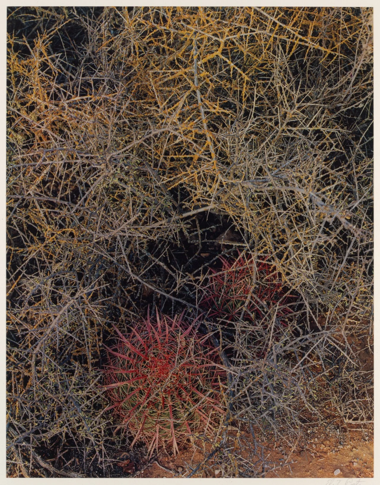 Elliot Porter's In Wildness Is the Preservation of the World (1962) was the earliest and best known book of color nature photography. Later he partnered with James Gleick in the book Nature's Chaos (1990), expanding on the theme of the higher order within nature, in reaction to the urbanization of America.