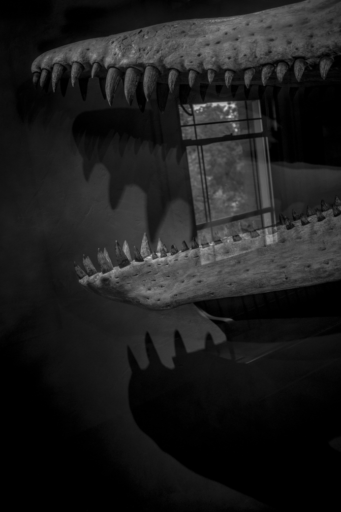 Pliosaurus