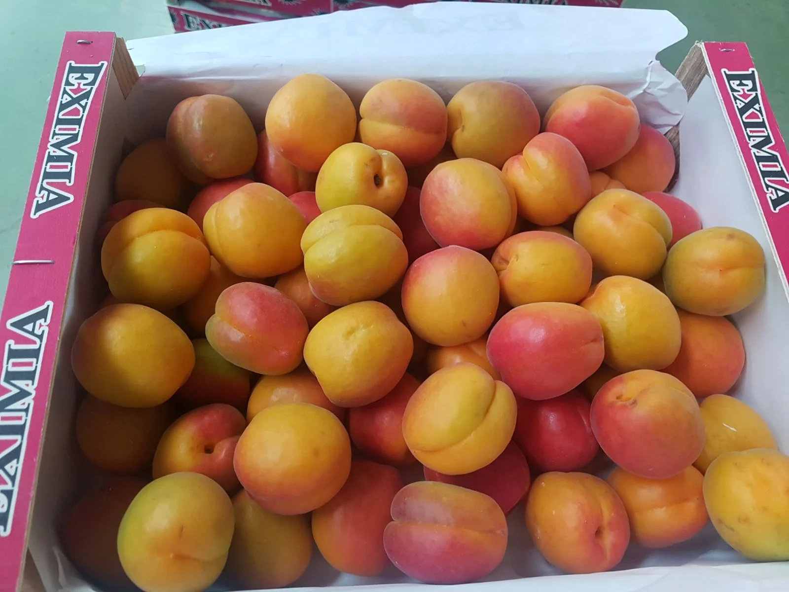 Albaricoque EXIM.jpeg