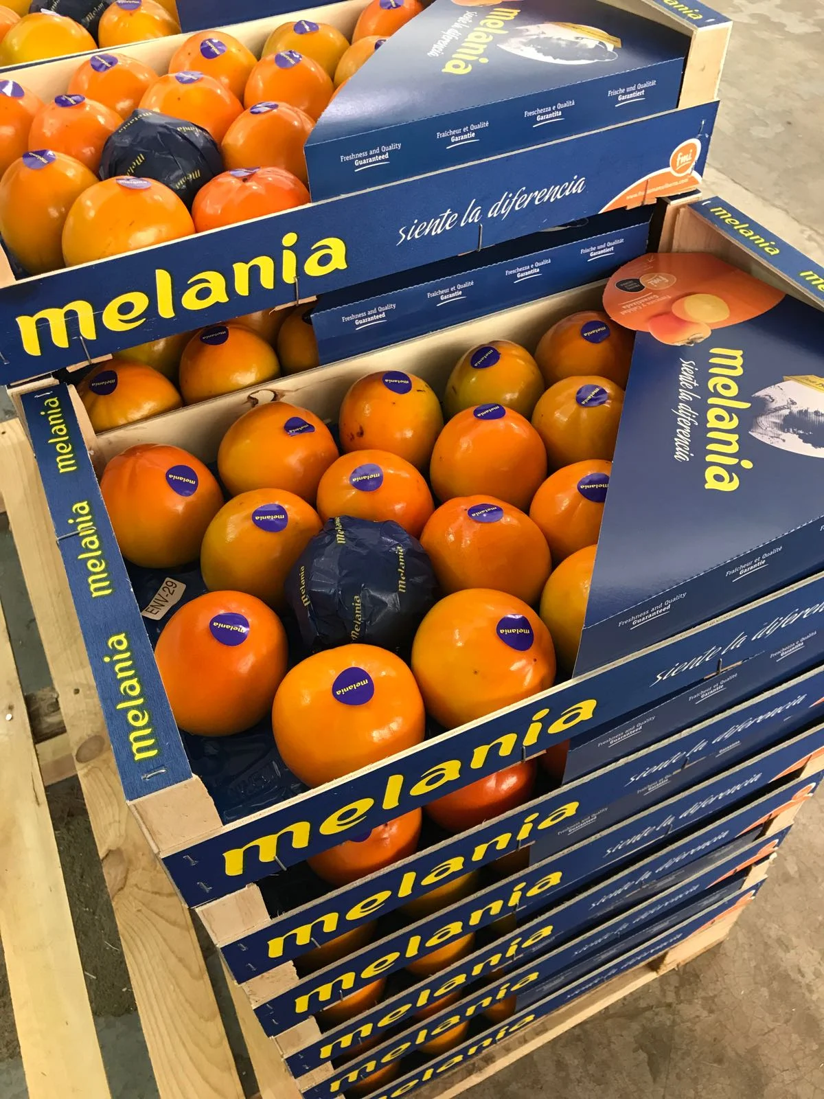 Persimon Melania.jpeg