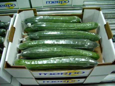 PEPINO HOLANDES UNION.JPG
