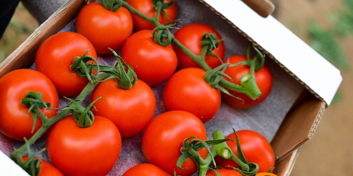 Tomate Naturinda.jpg