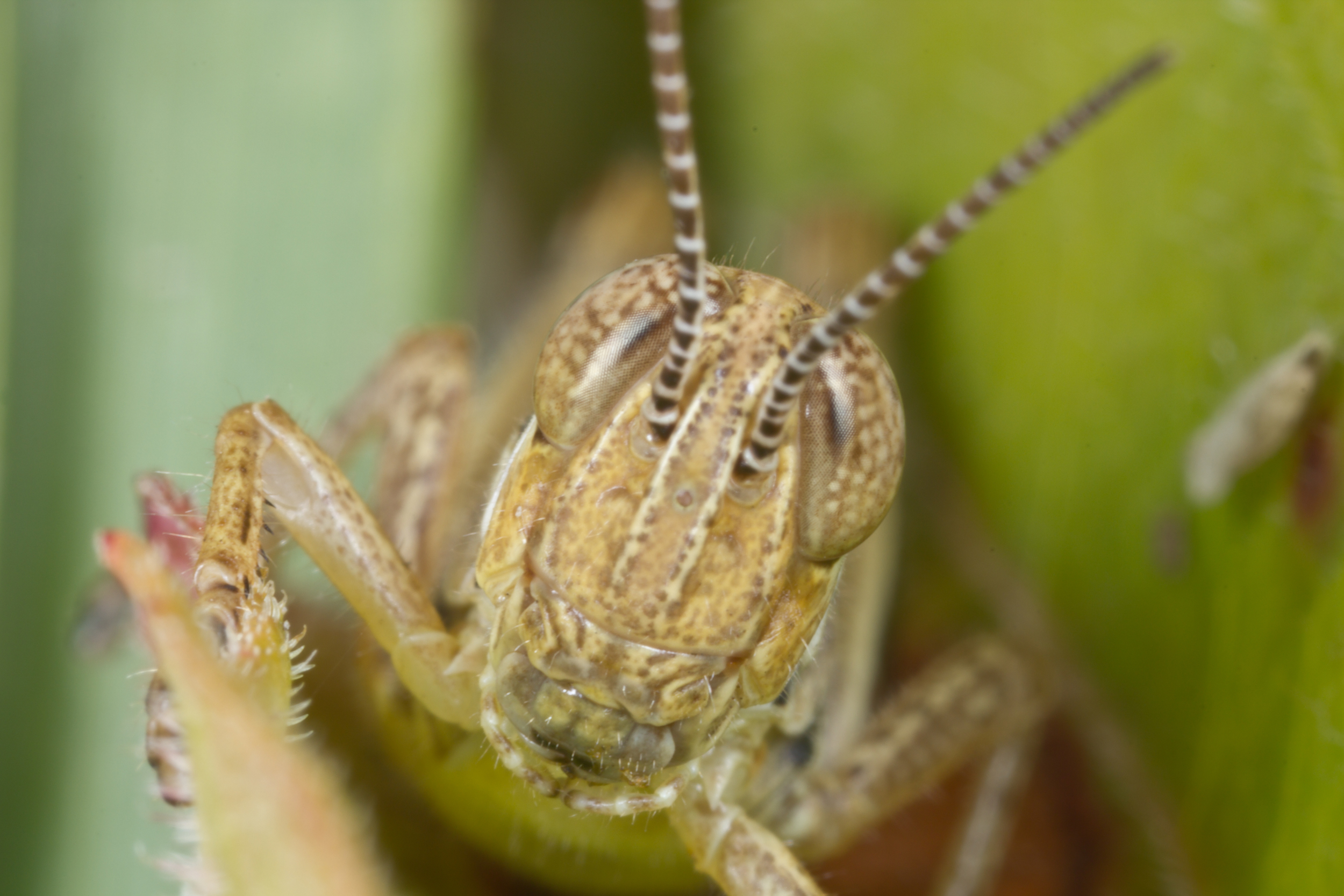 Unidentified Grasshopper - Order: Orthoptera